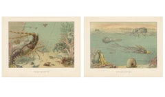 Crustaceans & Cephalopoda – Pair of Marine Natural History Prints, Lydekker 1896