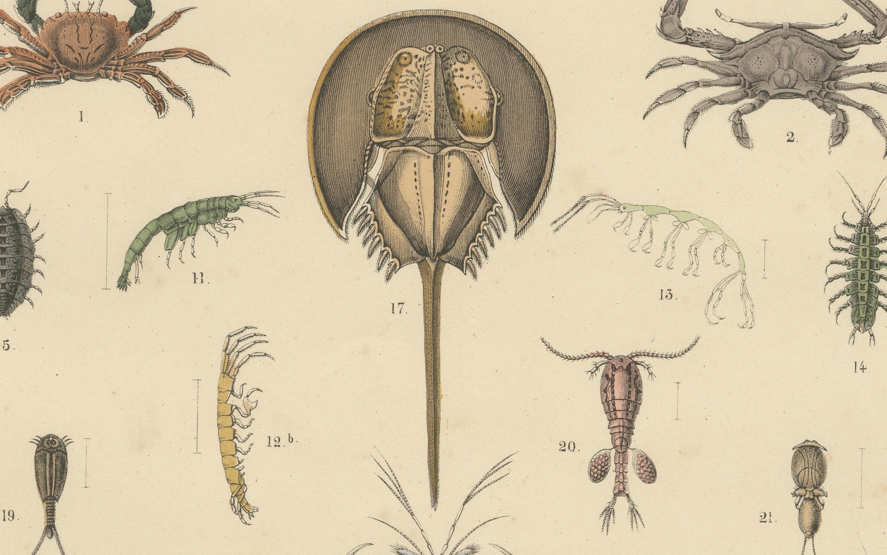Krustentiere und wirbellose Meerestiere Drucken: Krabbe, Hummer, Hufeisenkrebs - 1867 im Angebot 4