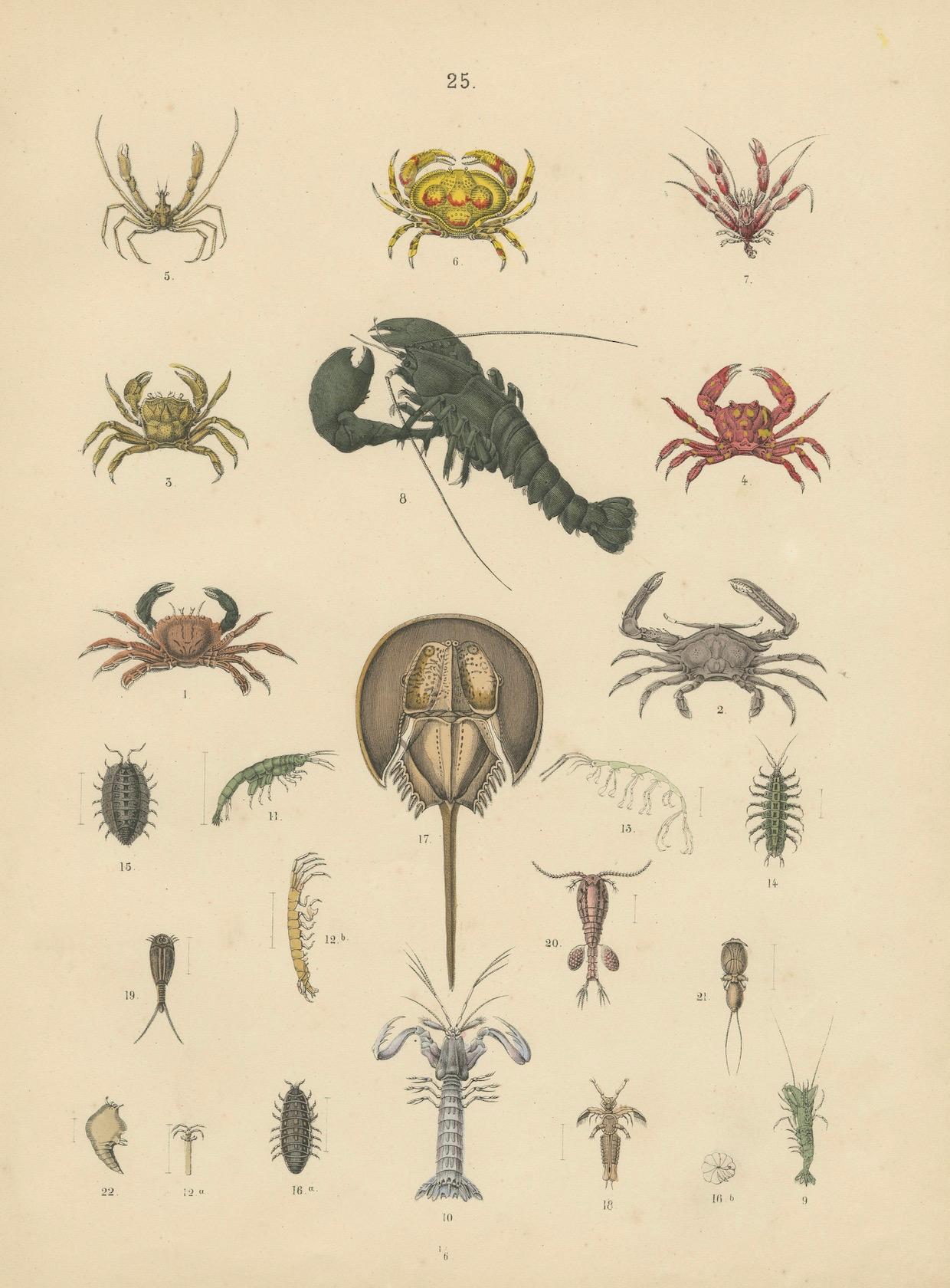 Krustentiere und wirbellose Meerestiere Drucken: Krabbe, Hummer, Hufeisenkrebs - 1867 im Angebot 5