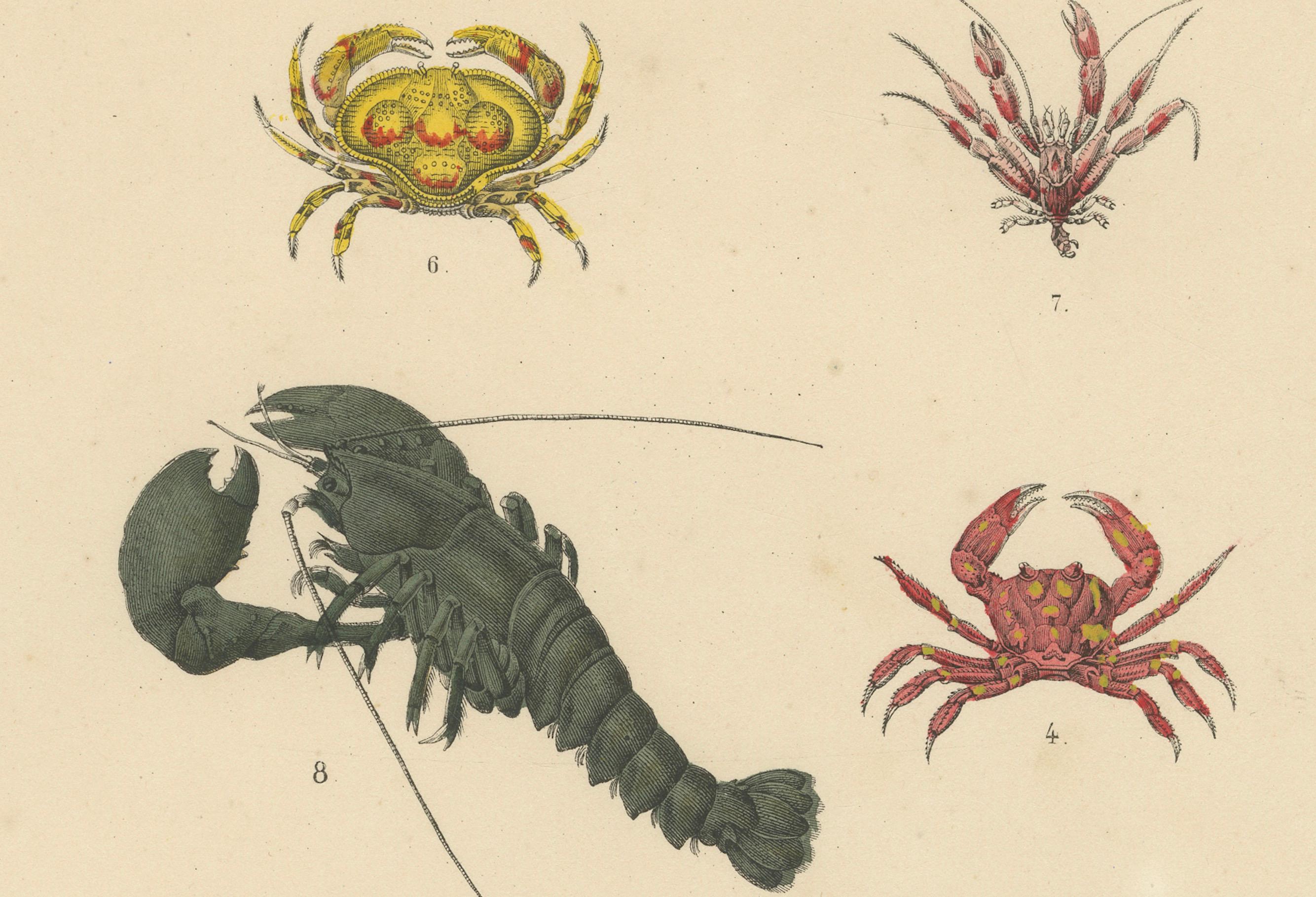 Krustentiere und wirbellose Meerestiere Drucken: Krabbe, Hummer, Hufeisenkrebs - Antik 1867

Dieser detaillierte antike Druck zeigt eine Vielzahl von Krebstieren und wirbellosen Meerestieren, darunter Krabben, Hummer, Garnelen, Seepocken, Copepoden