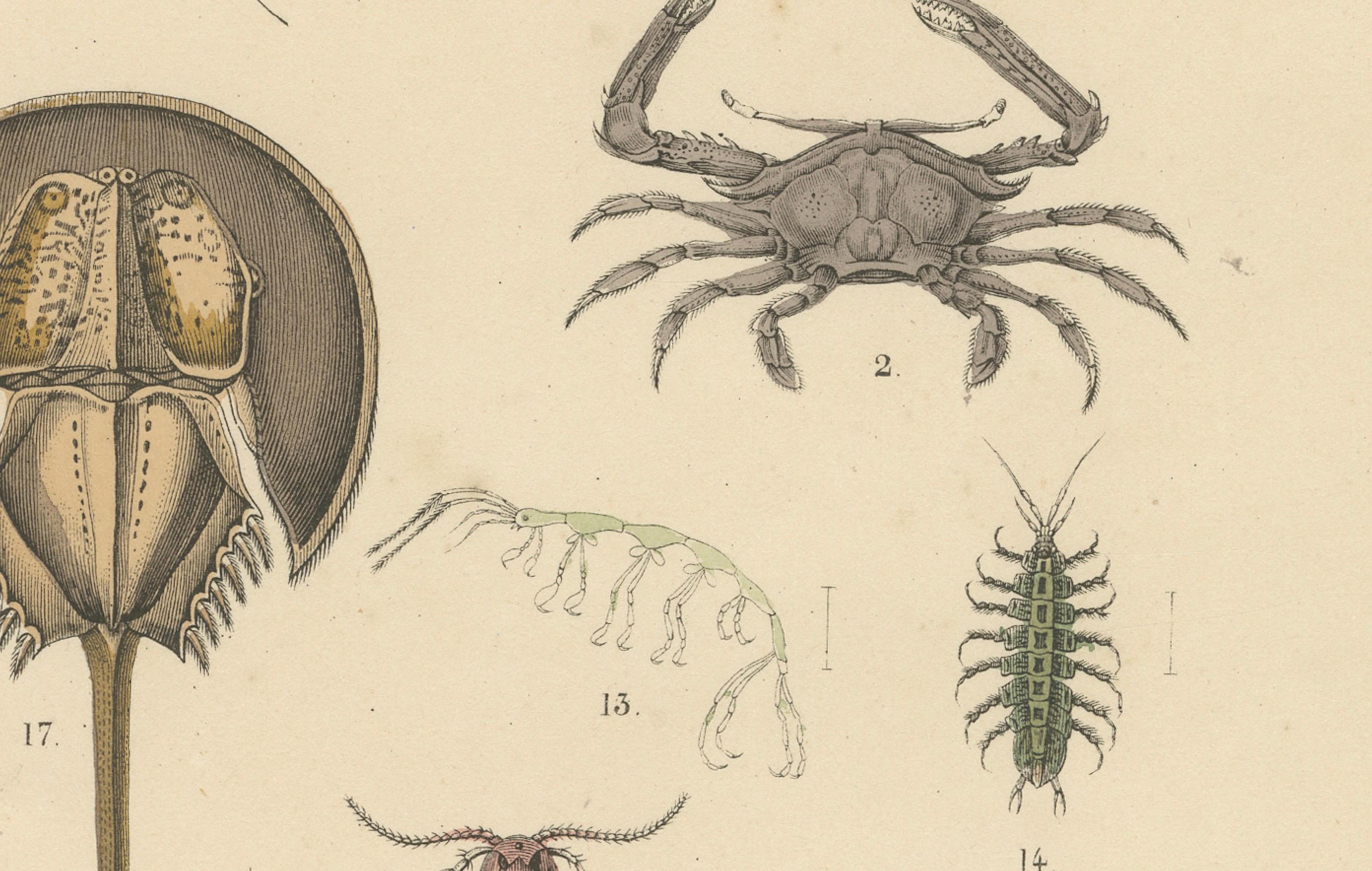 Krustentiere und wirbellose Meerestiere Drucken: Krabbe, Hummer, Hufeisenkrebs - 1867 (Deutsch) im Angebot