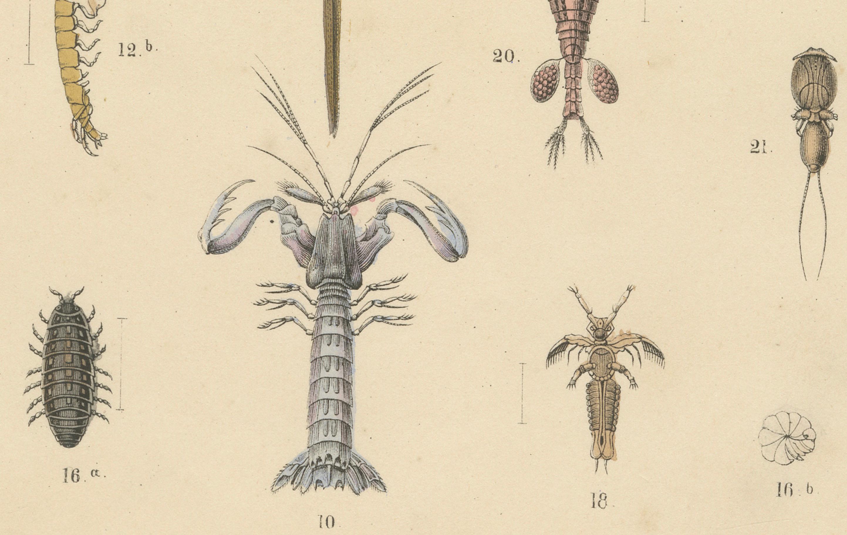 Krustentiere und wirbellose Meerestiere Drucken: Krabbe, Hummer, Hufeisenkrebs - 1867 im Zustand „Gut“ im Angebot in Langweer, NL