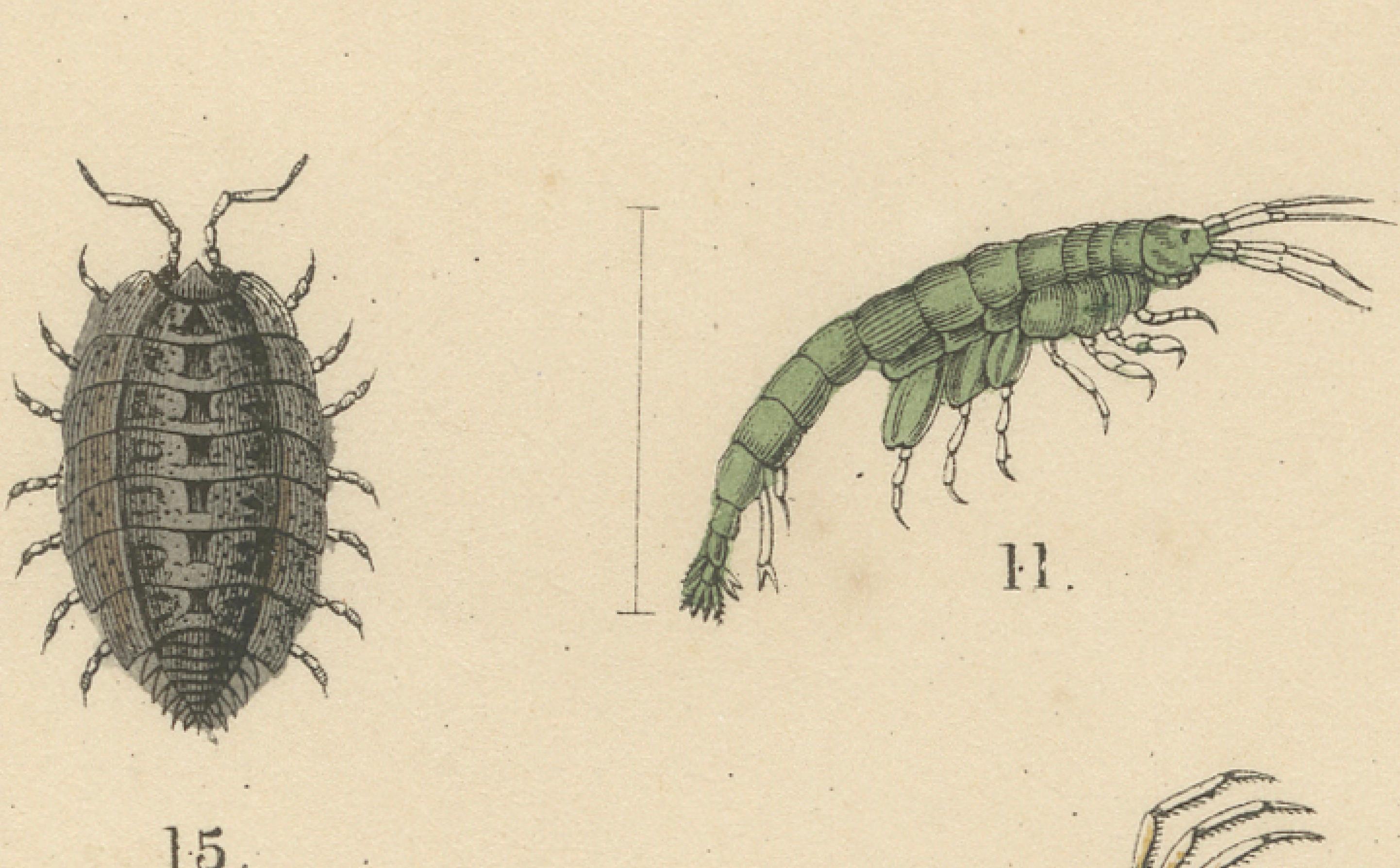 Krustentiere und wirbellose Meerestiere Drucken: Krabbe, Hummer, Hufeisenkrebs - 1867 (Mittleres 19. Jahrhundert) im Angebot