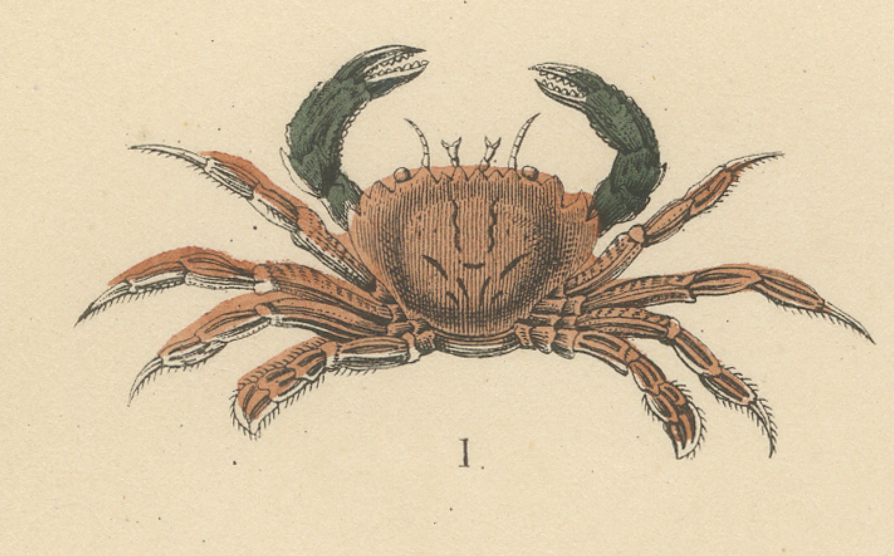 Krustentiere und wirbellose Meerestiere Drucken: Krabbe, Hummer, Hufeisenkrebs - 1867 (Papier) im Angebot