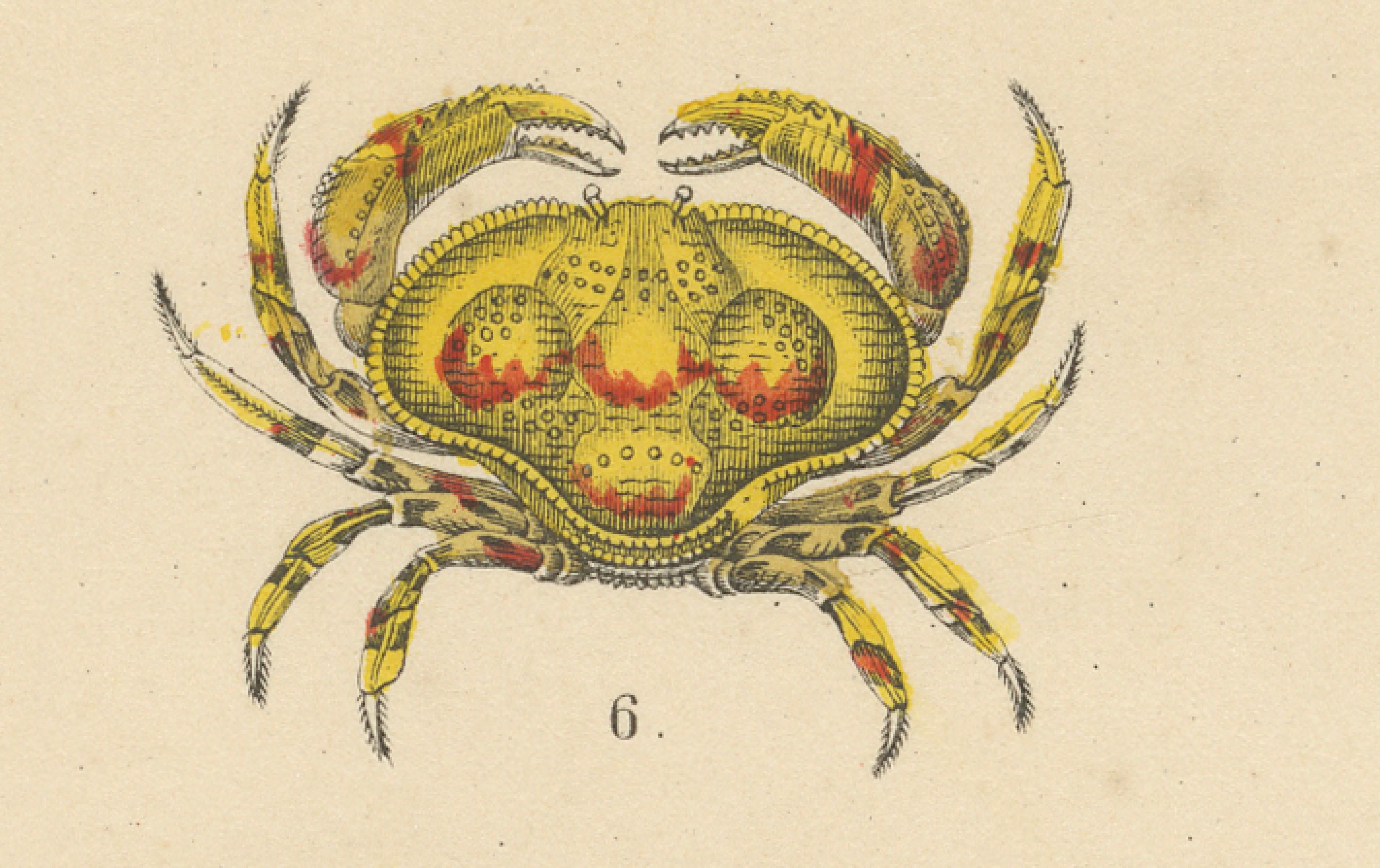 Krustentiere und wirbellose Meerestiere Drucken: Krabbe, Hummer, Hufeisenkrebs - 1867 im Angebot 2