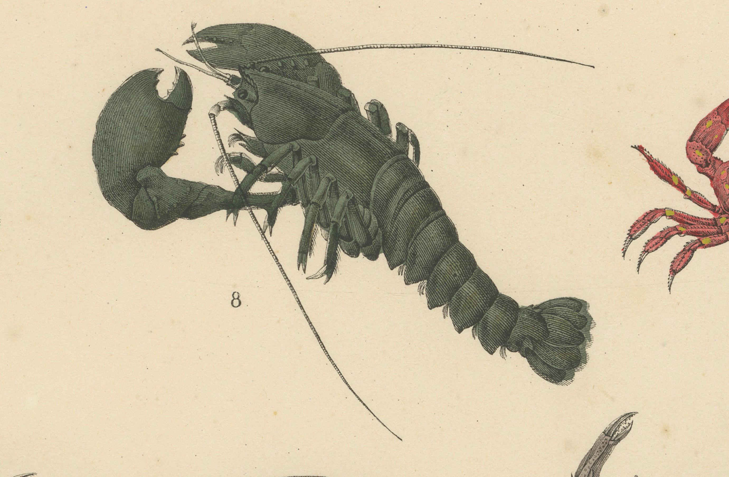 Krustentiere und wirbellose Meerestiere Drucken: Krabbe, Hummer, Hufeisenkrebs - 1867 im Angebot 3