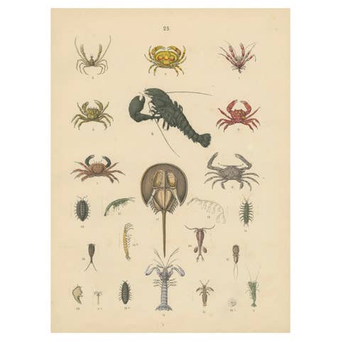 Crustaceans & Marine Invertebrates Print: Crab, Lobster, Horseshoe Crab - 1867