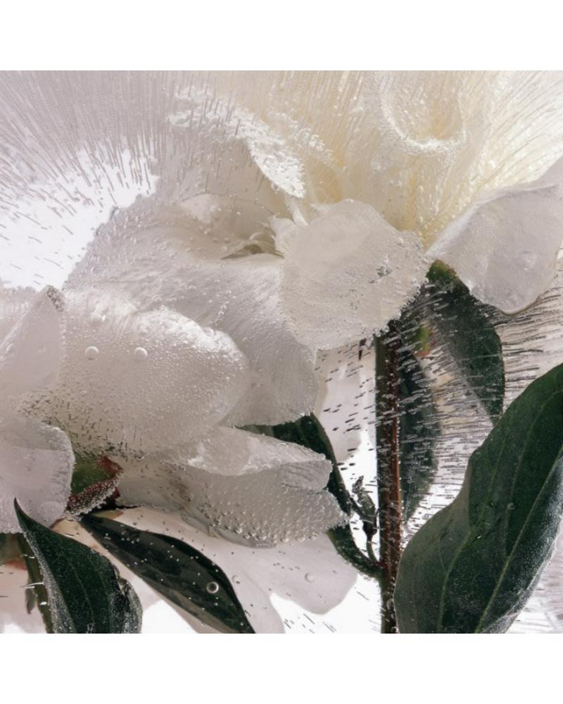 danos nuestro sueño: primera parte, 'peonía cuatro - Photograph de Crystal Liu