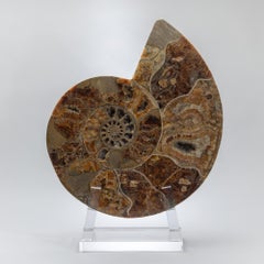 Crystallized Ammonite polished and cut mounted on custom acrylic base