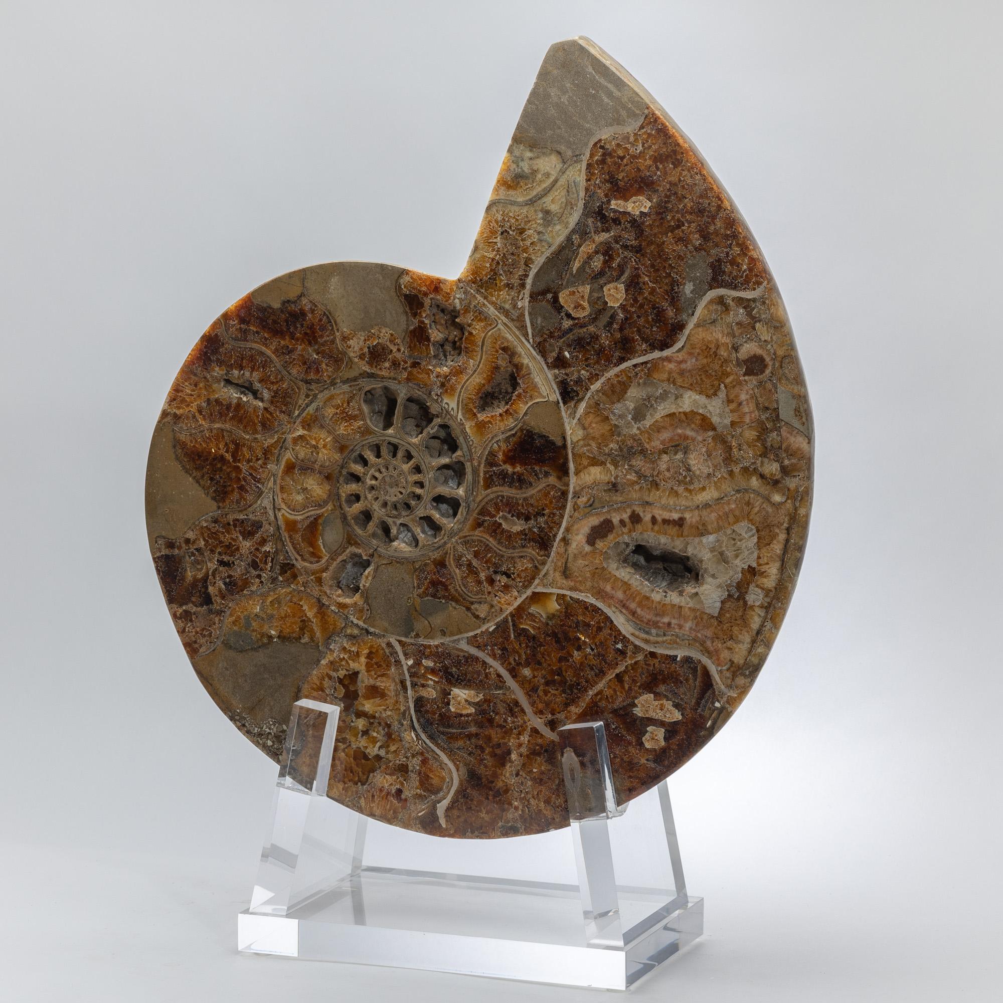 Organique Ammonite polie et taillée sur base acrylique personnalisée en vente