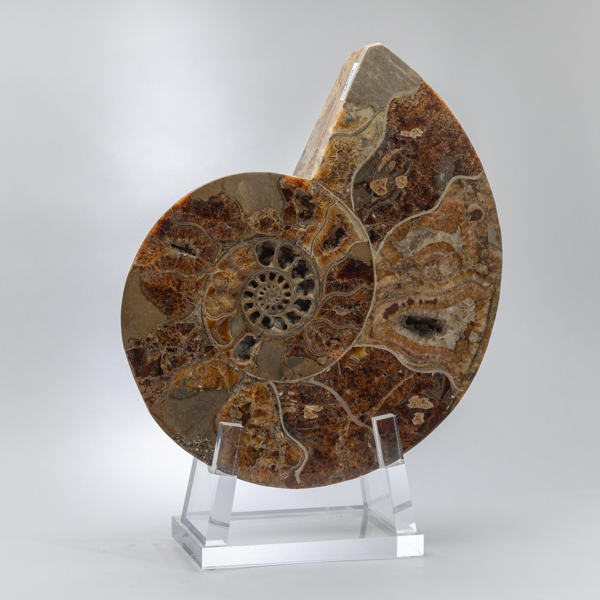 Mexicain Ammonite polie et taillée sur base acrylique personnalisée en vente