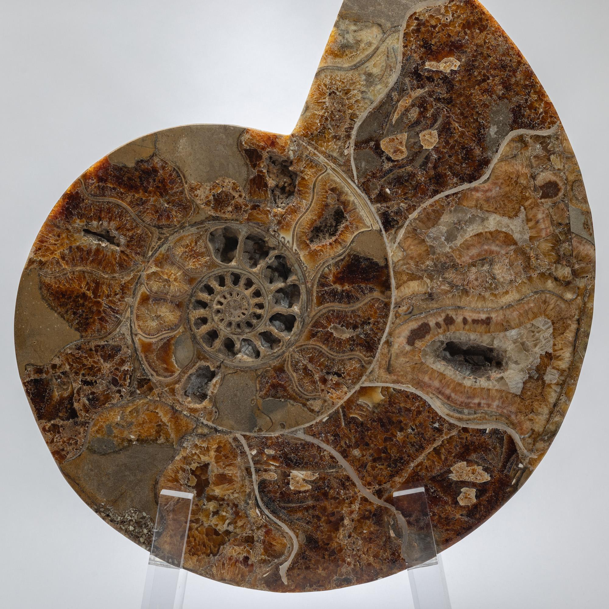 Ammonite polie et taillée sur base acrylique personnalisée Neuf - En vente à Polanco, CDMX