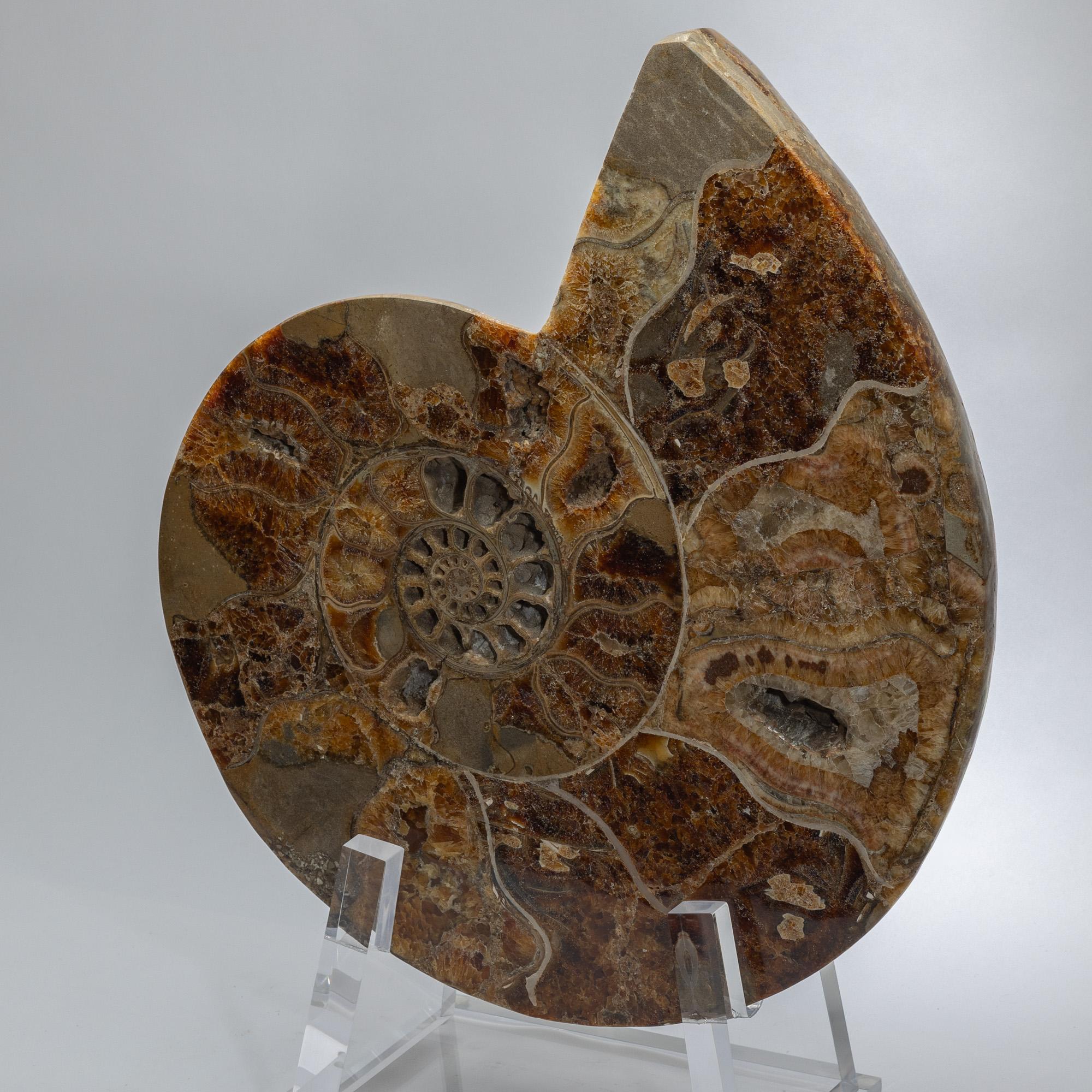 XXIe siècle et contemporain Ammonite polie et taillée sur base acrylique personnalisée en vente