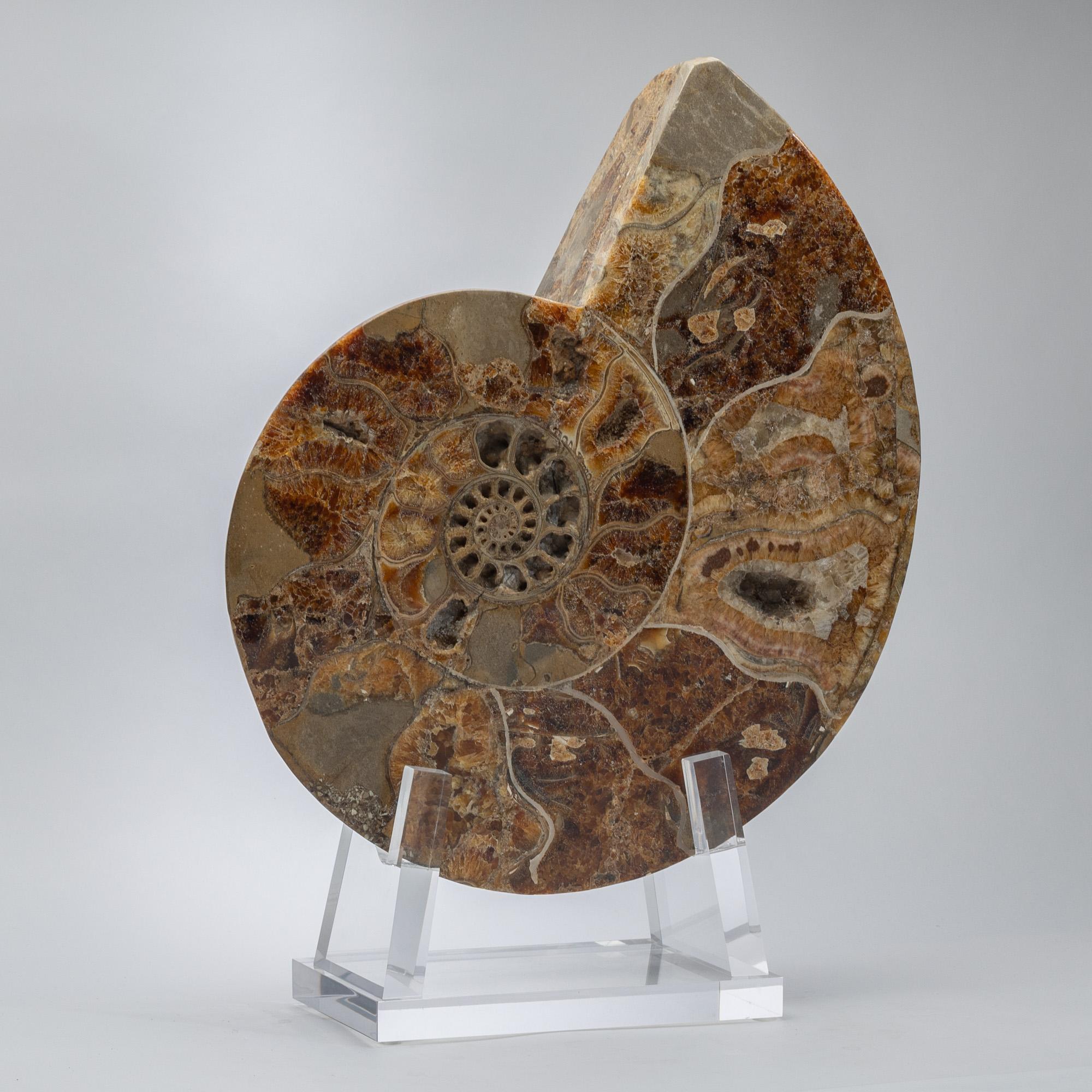 Acrylique Ammonite polie et taillée sur base acrylique personnalisée en vente