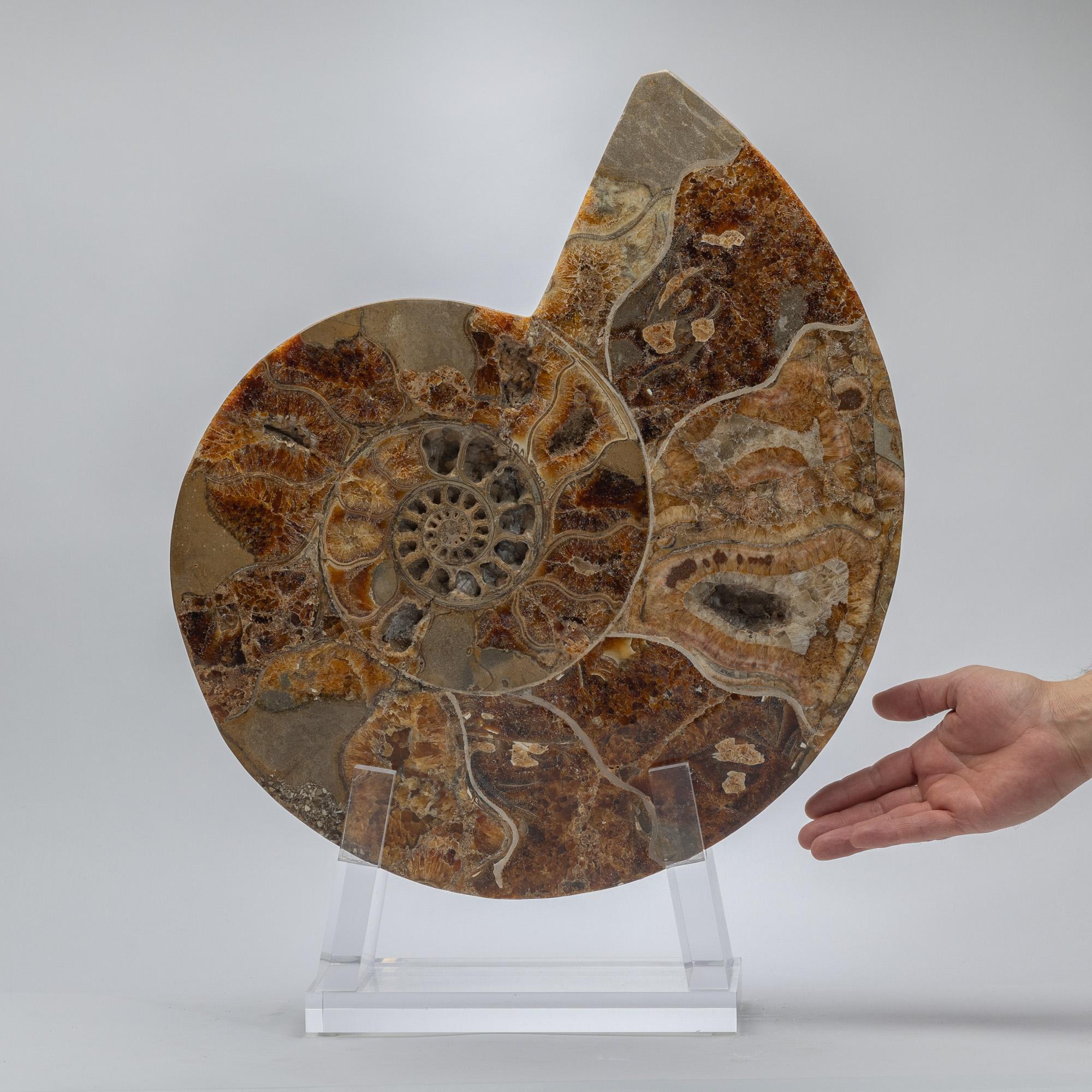 Ammonite polie et taillée sur base acrylique personnalisée en vente 1