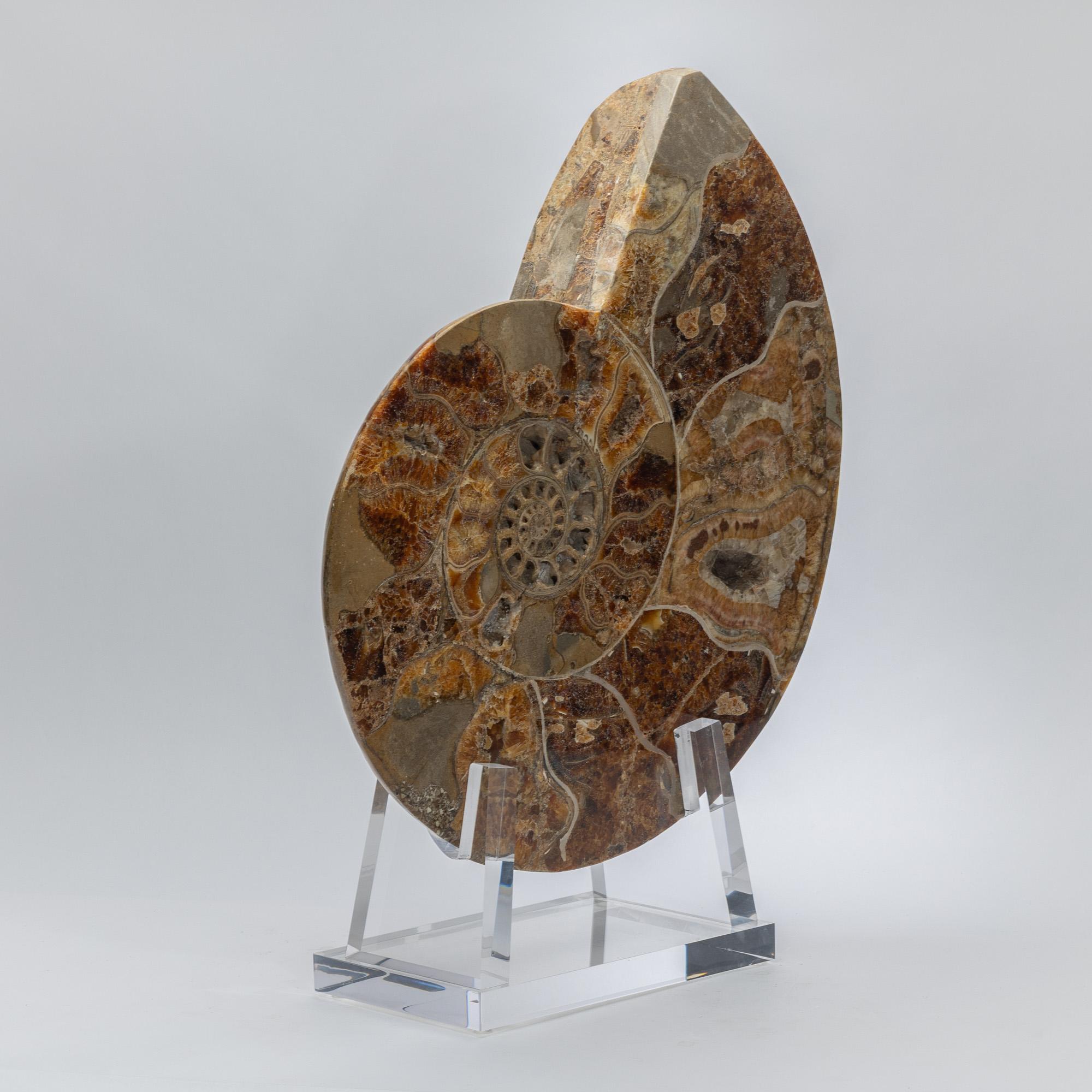 Ammonite polie et taillée sur base acrylique personnalisée en vente 2