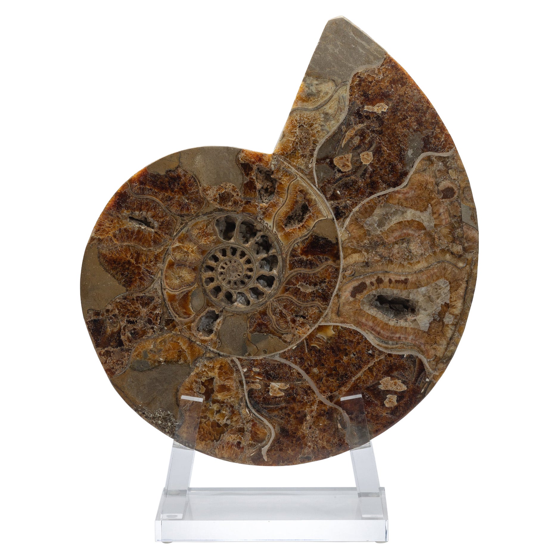 Neu und Sonderanfertigung Natural Specimens