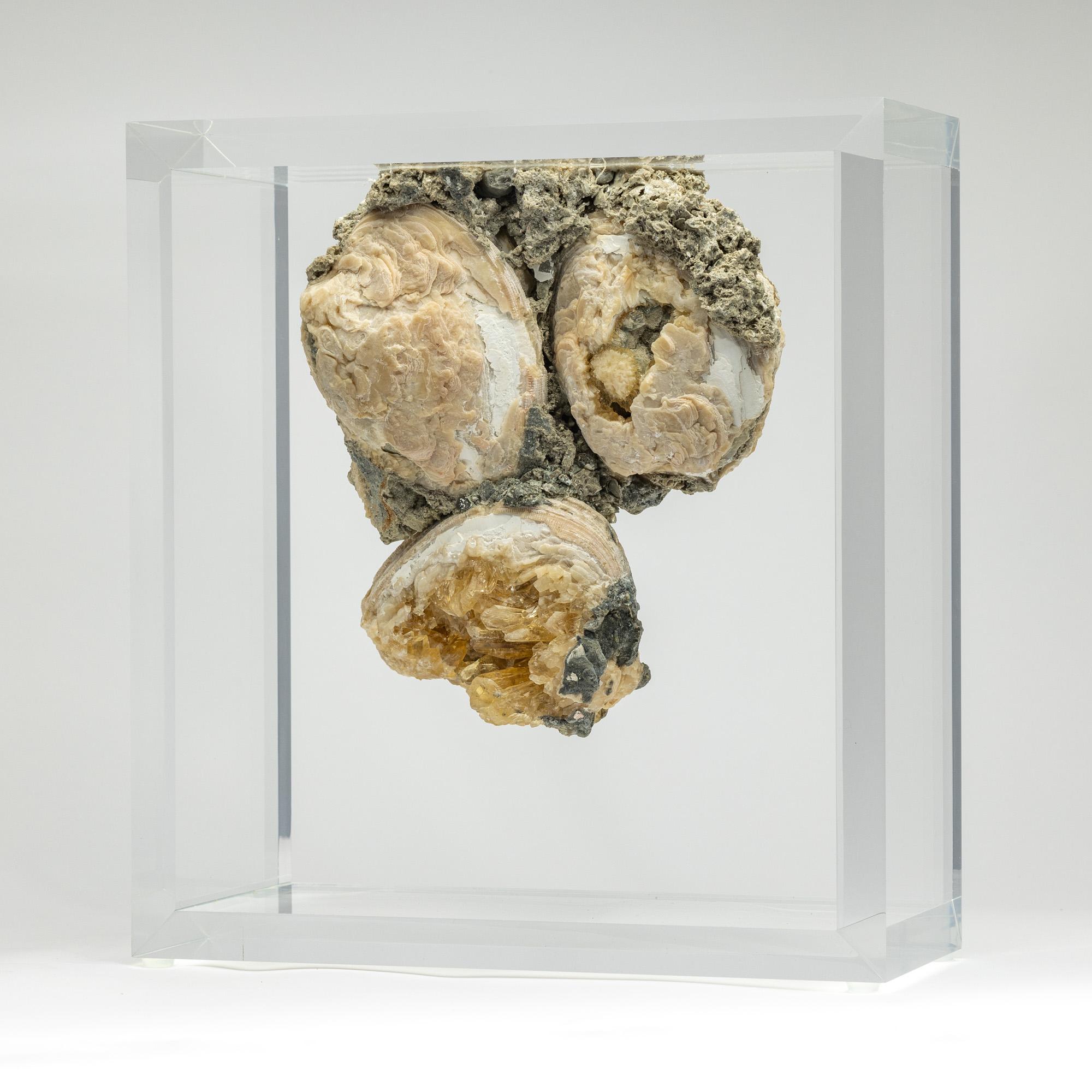 Rock in a Box è un progetto originale di Ernesto Duran che celebra tre aspetti chiave dell'esposizione di minerali e fossili. Innanzitutto, crea un punto di fuga che esalta la bellezza naturale del pezzo. In secondo luogo, mette in mostra il fossile