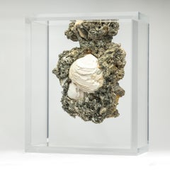 Rare Crystallized Fossil Clams mounted in original design acrylic display