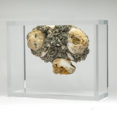 Fossil Clams with golden calcite crystals mounted in versatile acrylic display