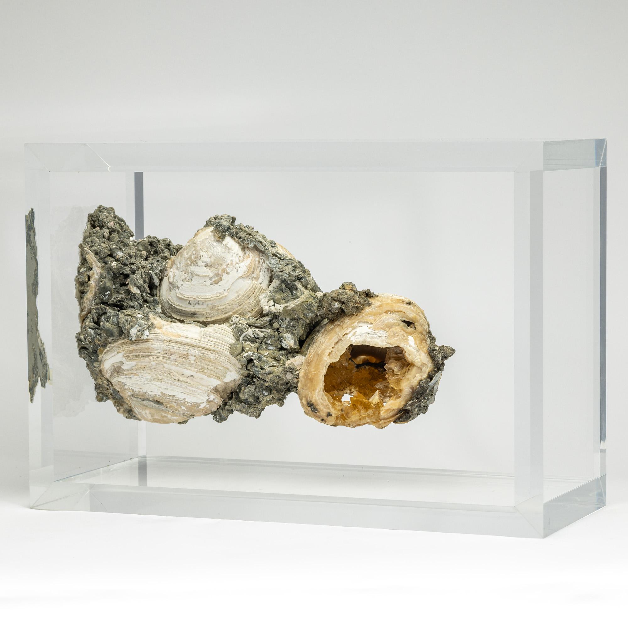 Organico moderno Rare vongole fossili cristallizzate montate in una base acrilica dal design originale in vendita