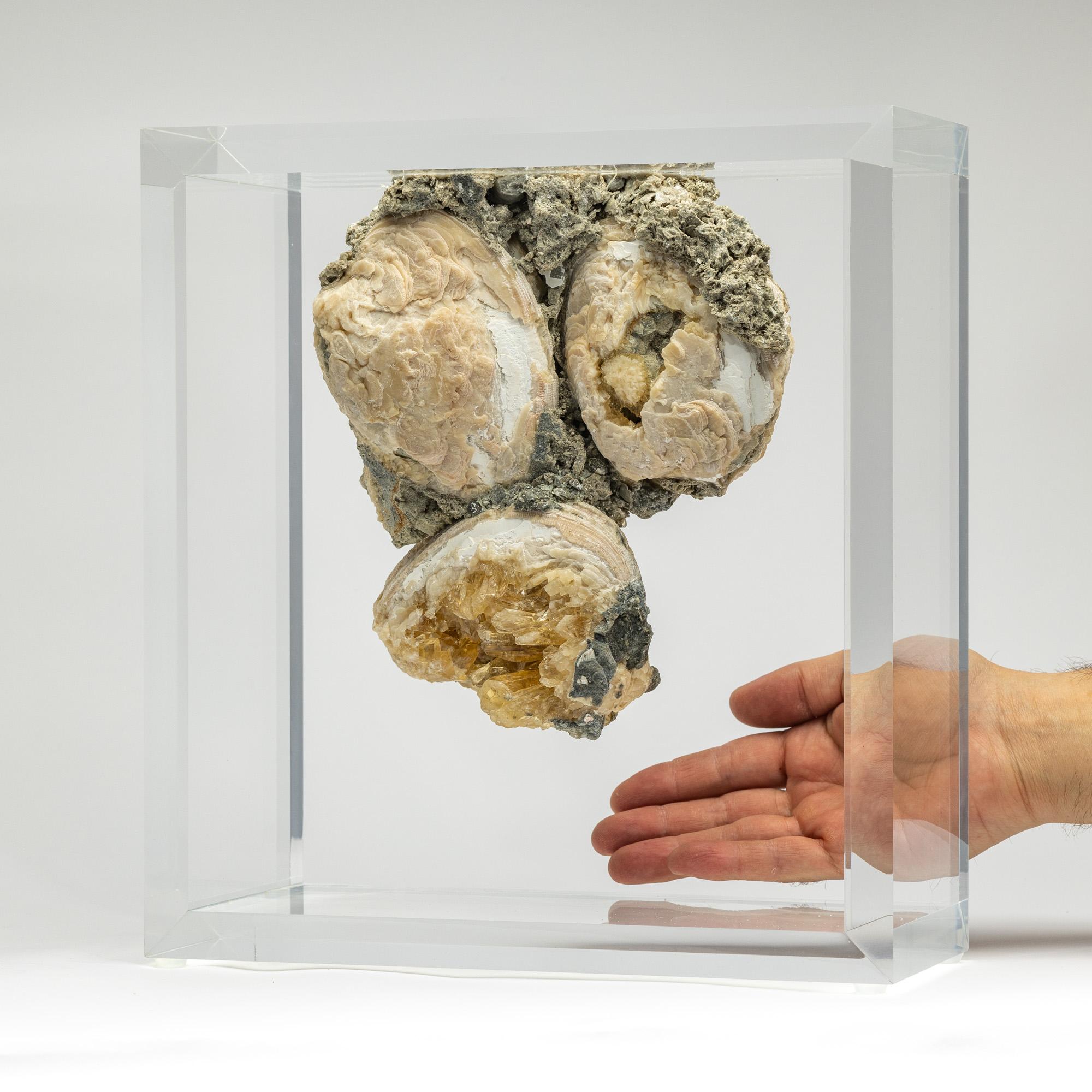 Organico moderno Vongole fossili cristallizzate montate in un espositore acrilico versatile e dal design originale in vendita