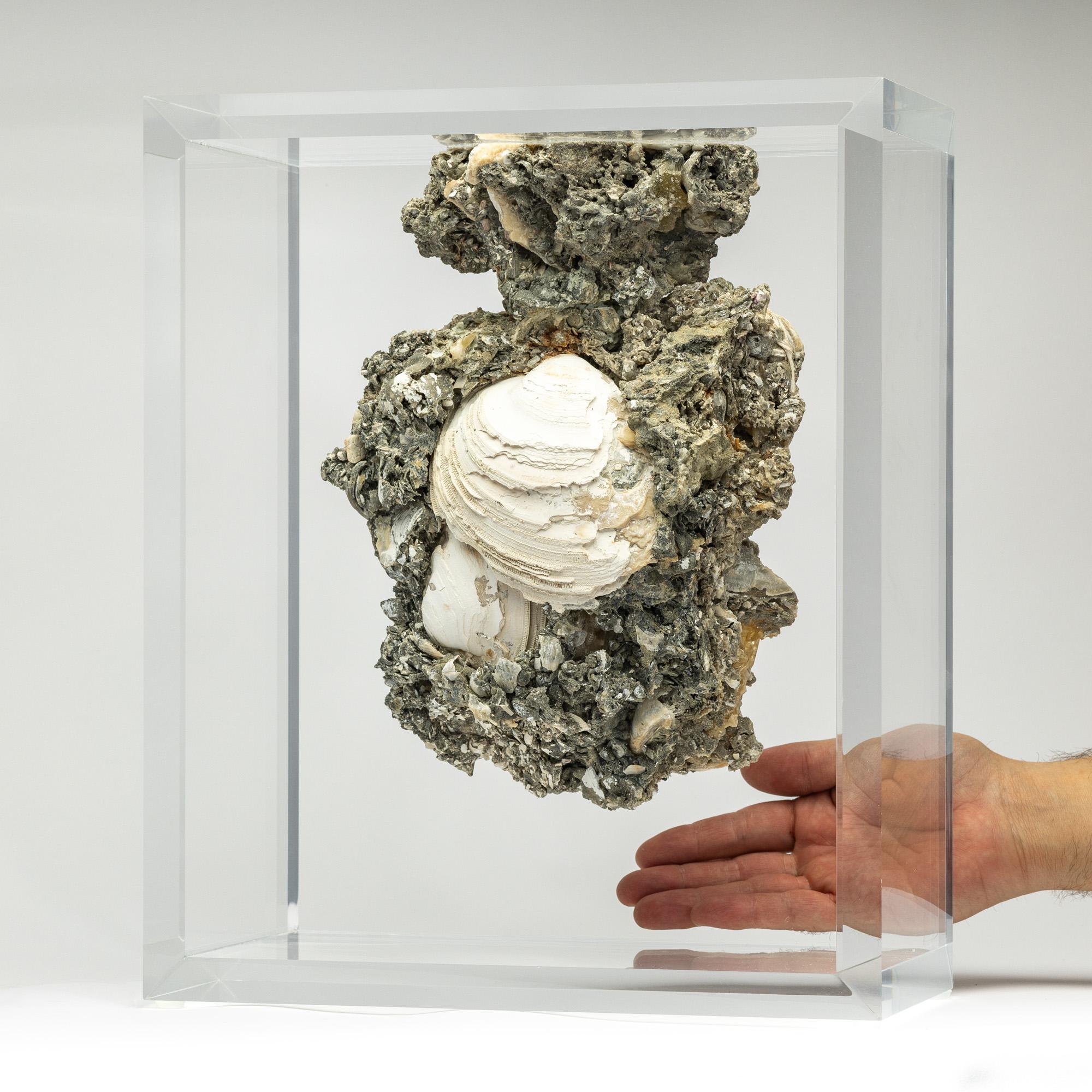 Organic Modern Rare Crystallized Fossil Clams mounted in original design acrylic display