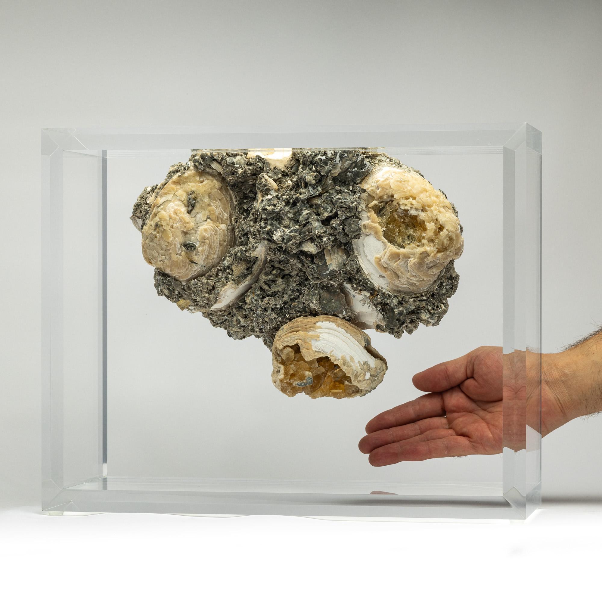 Organic Modern Fossil Clams with golden calcite crystals mounted in versatile acrylic display For Sale