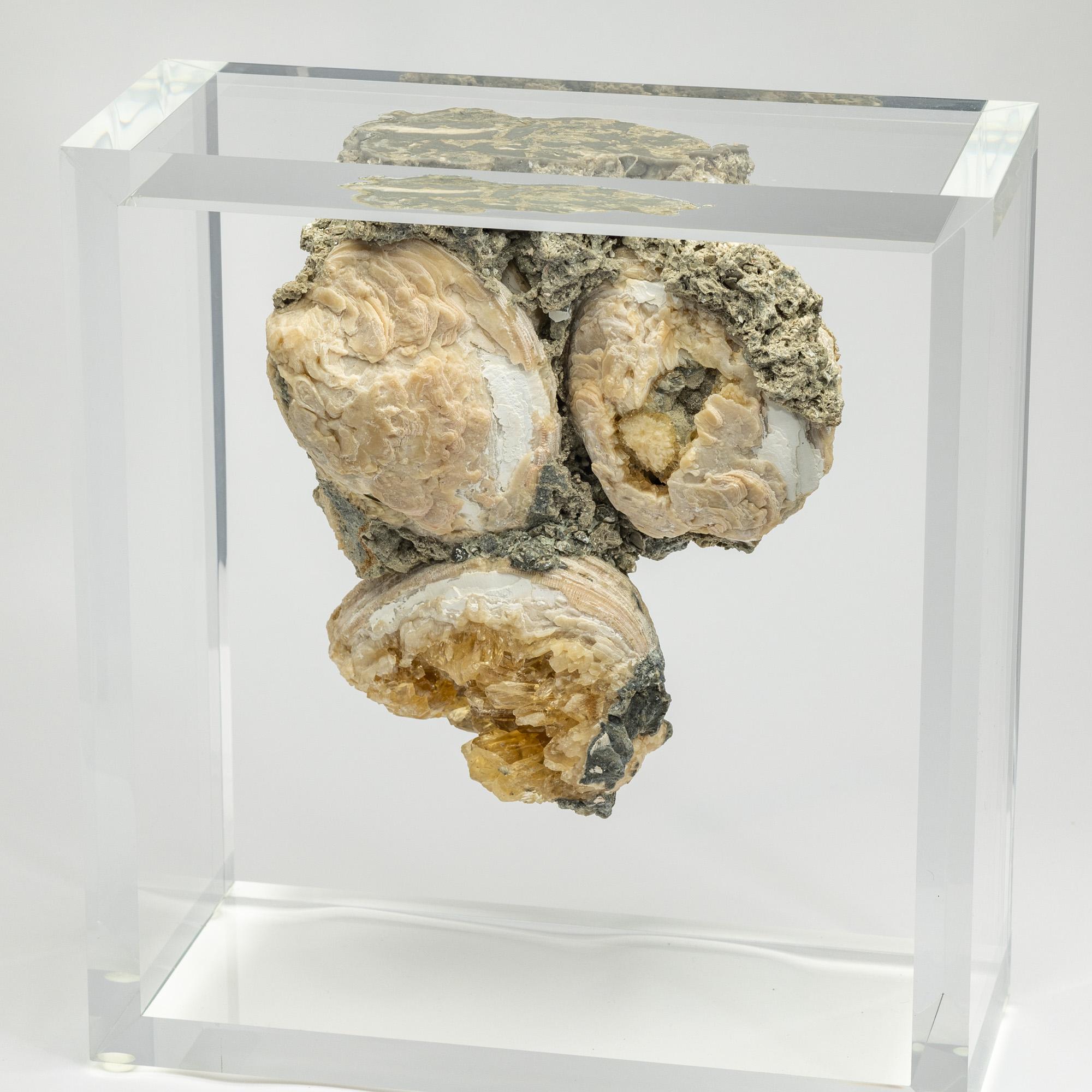 Messicano Vongole fossili cristallizzate montate in un espositore acrilico versatile e dal design originale in vendita