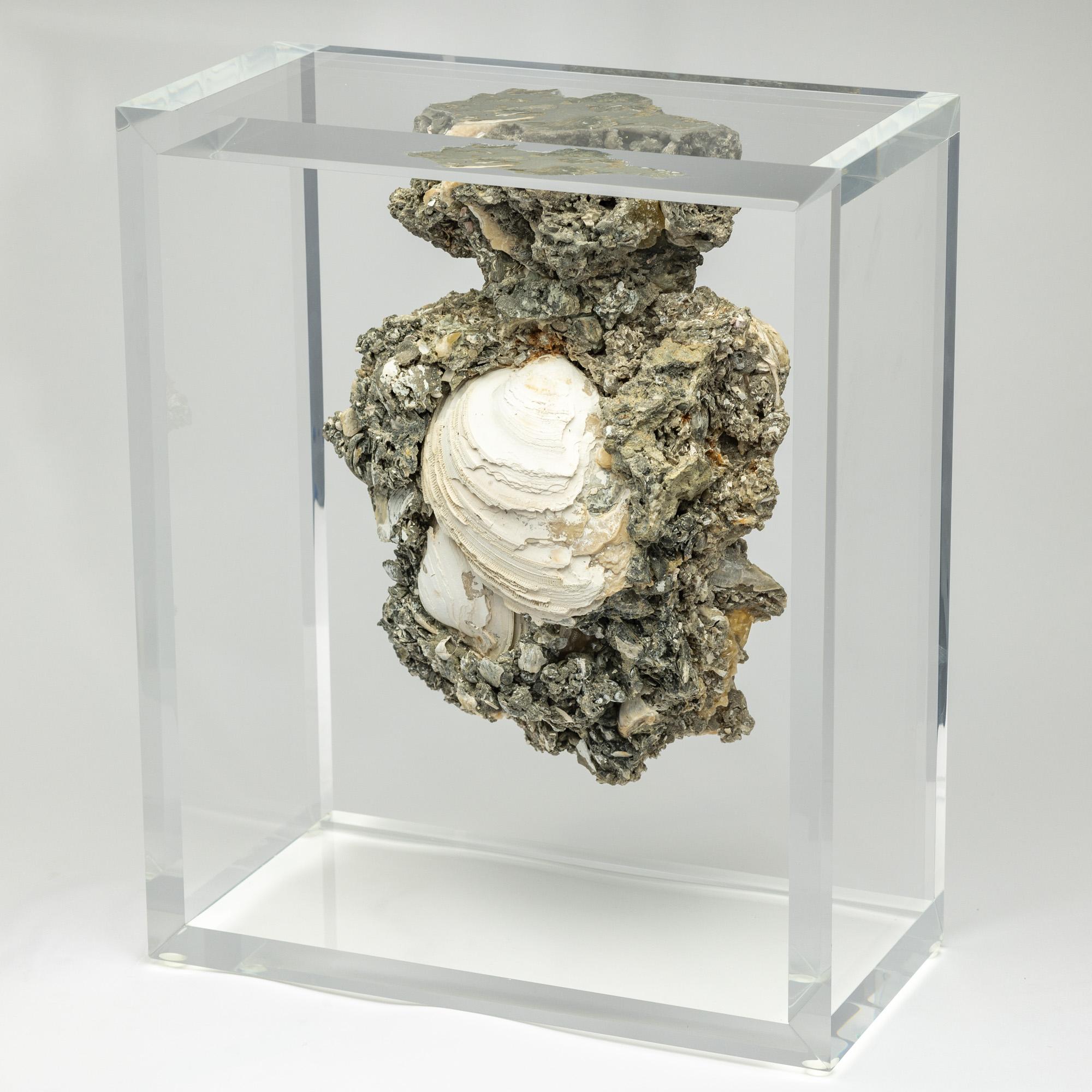 Mexican Rare Crystallized Fossil Clams mounted in original design acrylic display