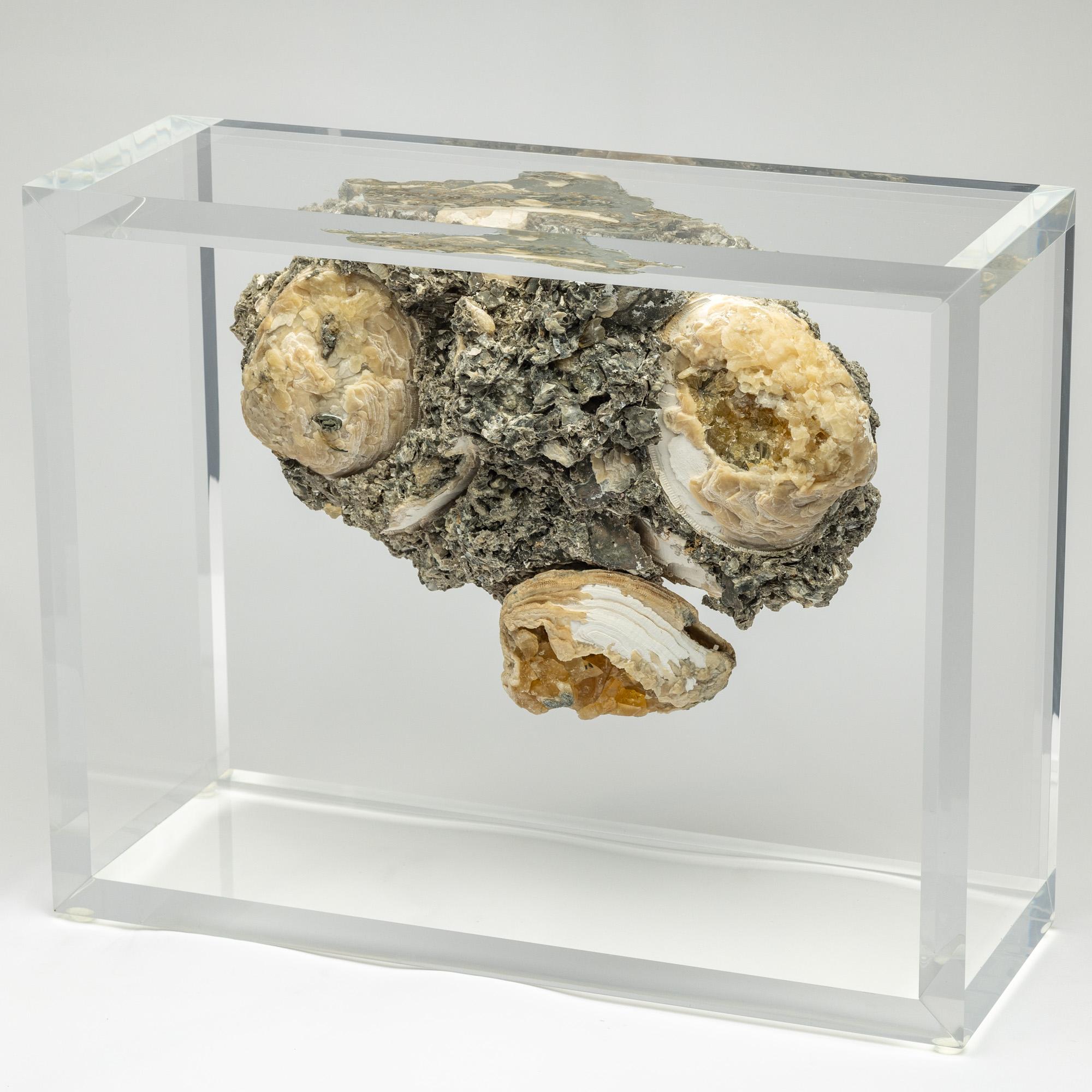 Mexican Fossil Clams with golden calcite crystals mounted in versatile acrylic display For Sale