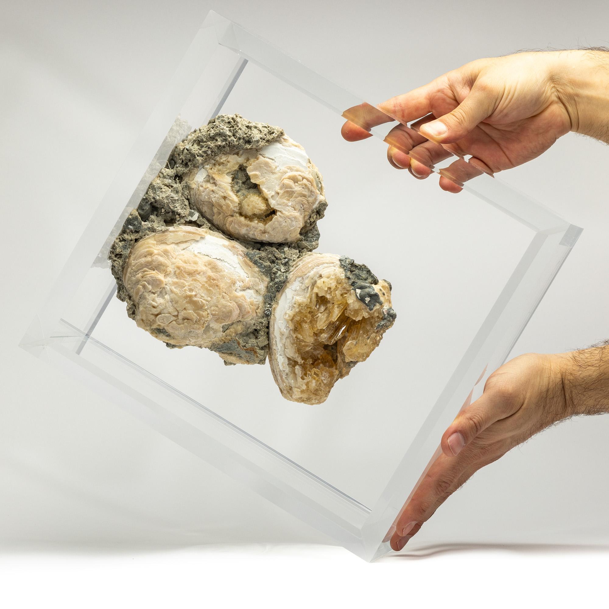 Vongole fossili cristallizzate montate in un espositore acrilico versatile e dal design originale In condizioni Nuovo in vendita a Polanco, CDMX