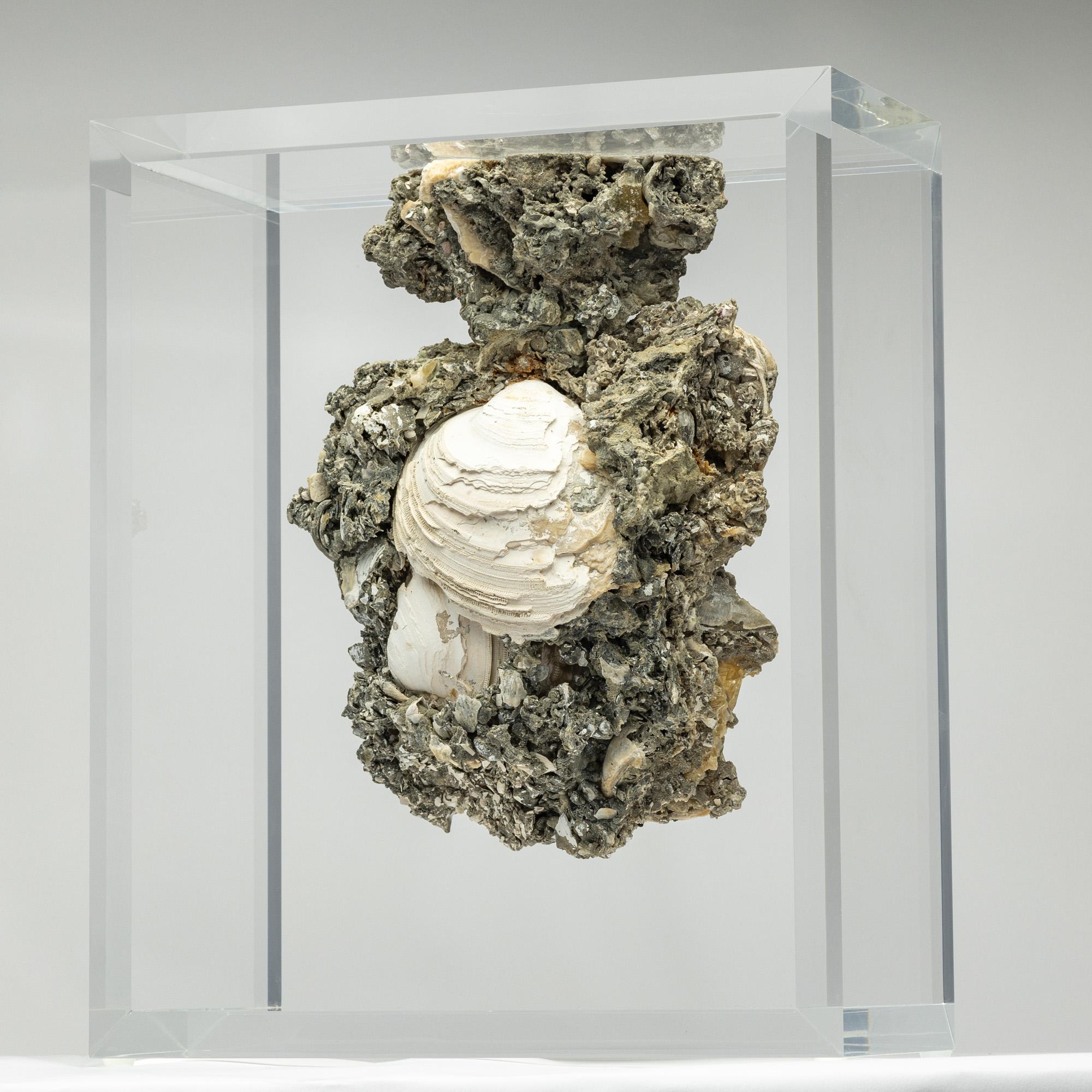 Rare Crystallized Fossil Clams mounted in original design acrylic display In New Condition In Polanco, CDMX