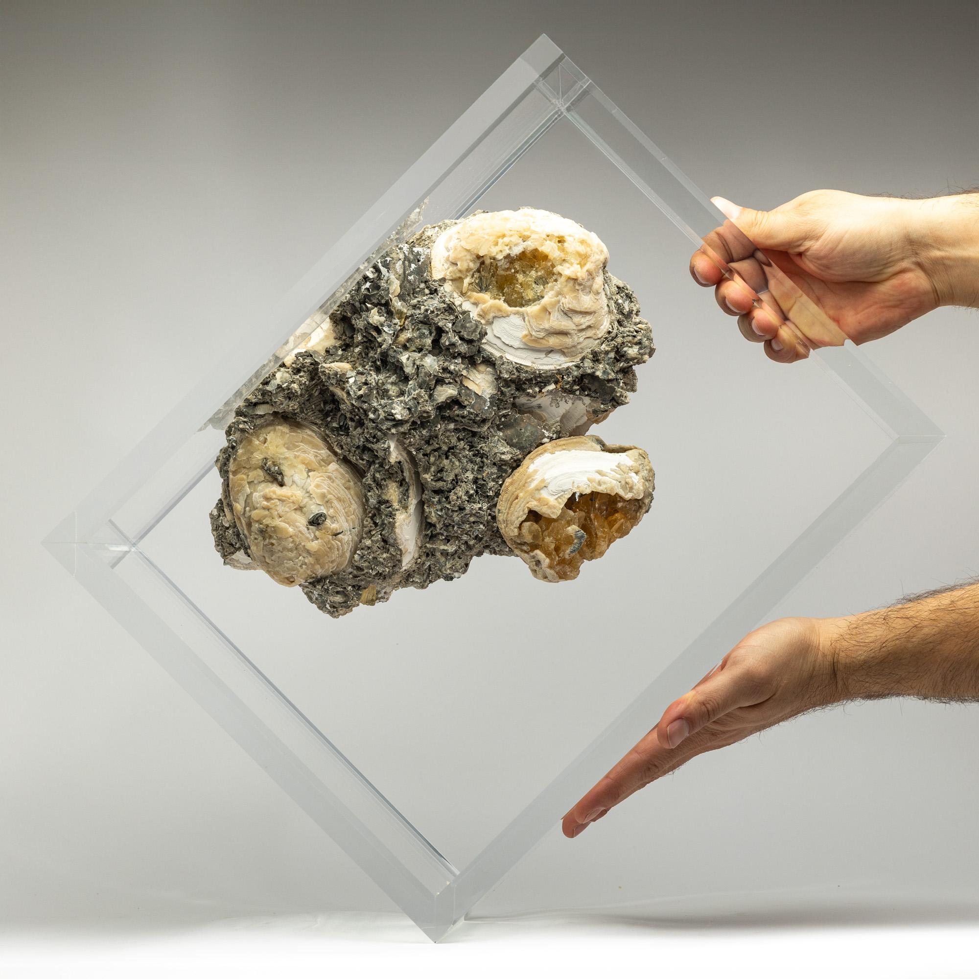 Fossil Clams with golden calcite crystals mounted in versatile acrylic display In New Condition For Sale In Polanco, CDMX