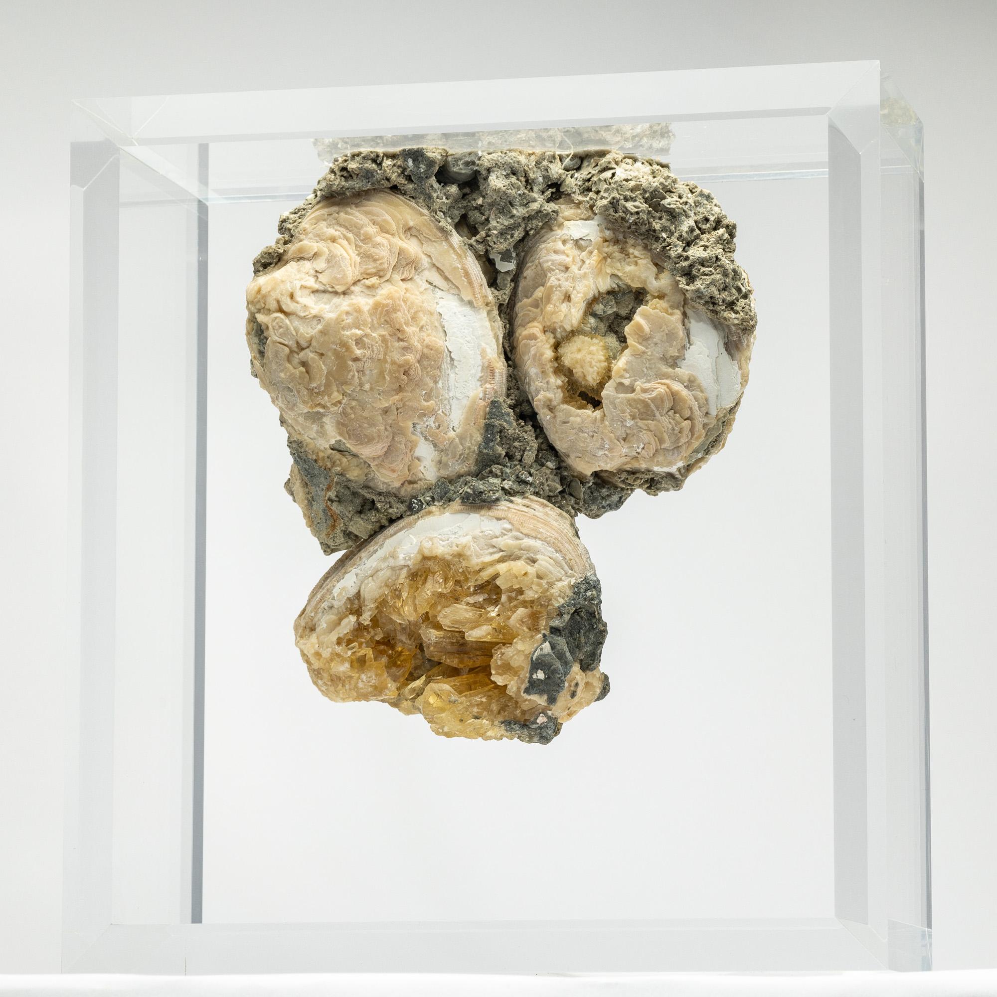 XXI secolo e contemporaneo Vongole fossili cristallizzate montate in un espositore acrilico versatile e dal design originale in vendita