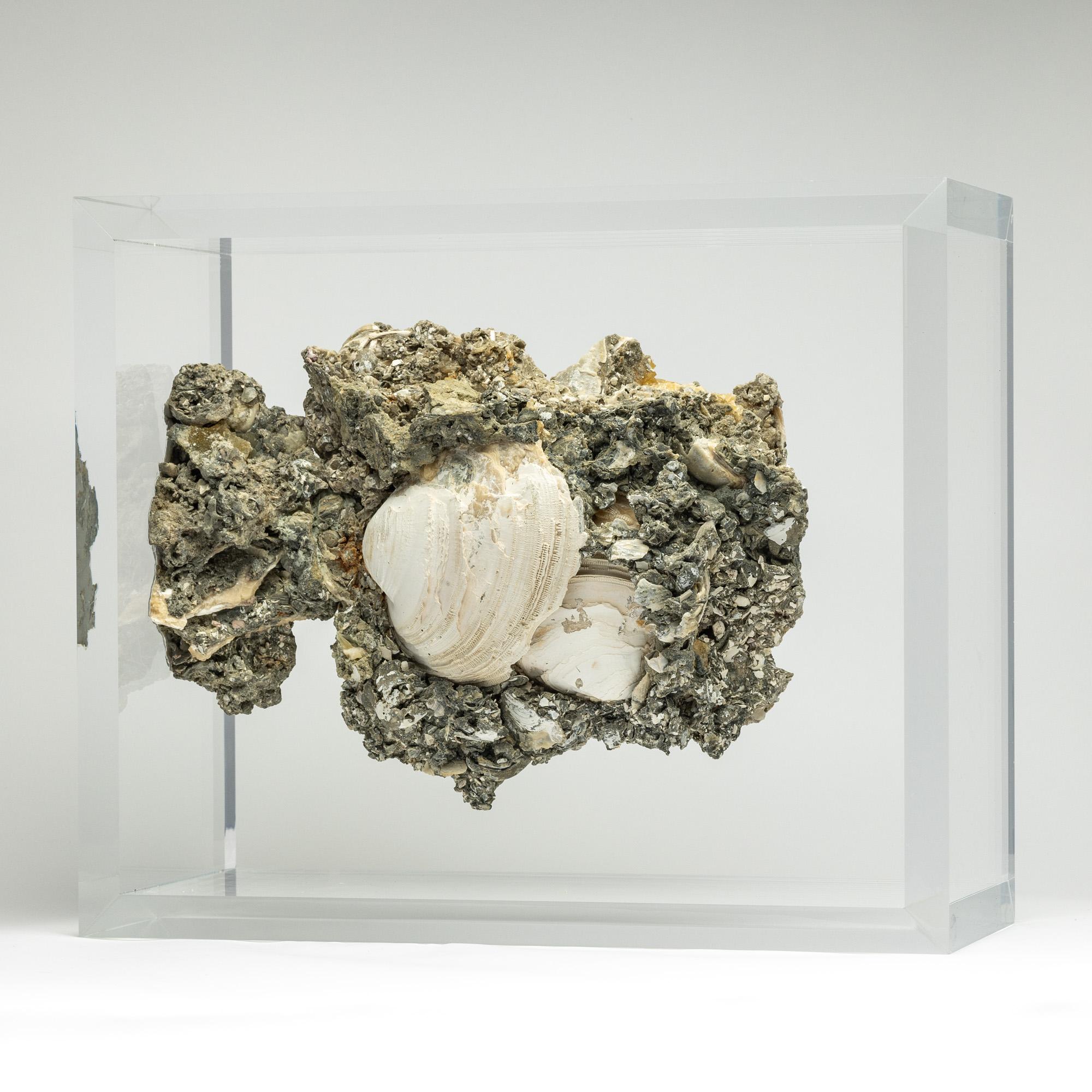 Contemporary Rare Crystallized Fossil Clams mounted in original design acrylic display
