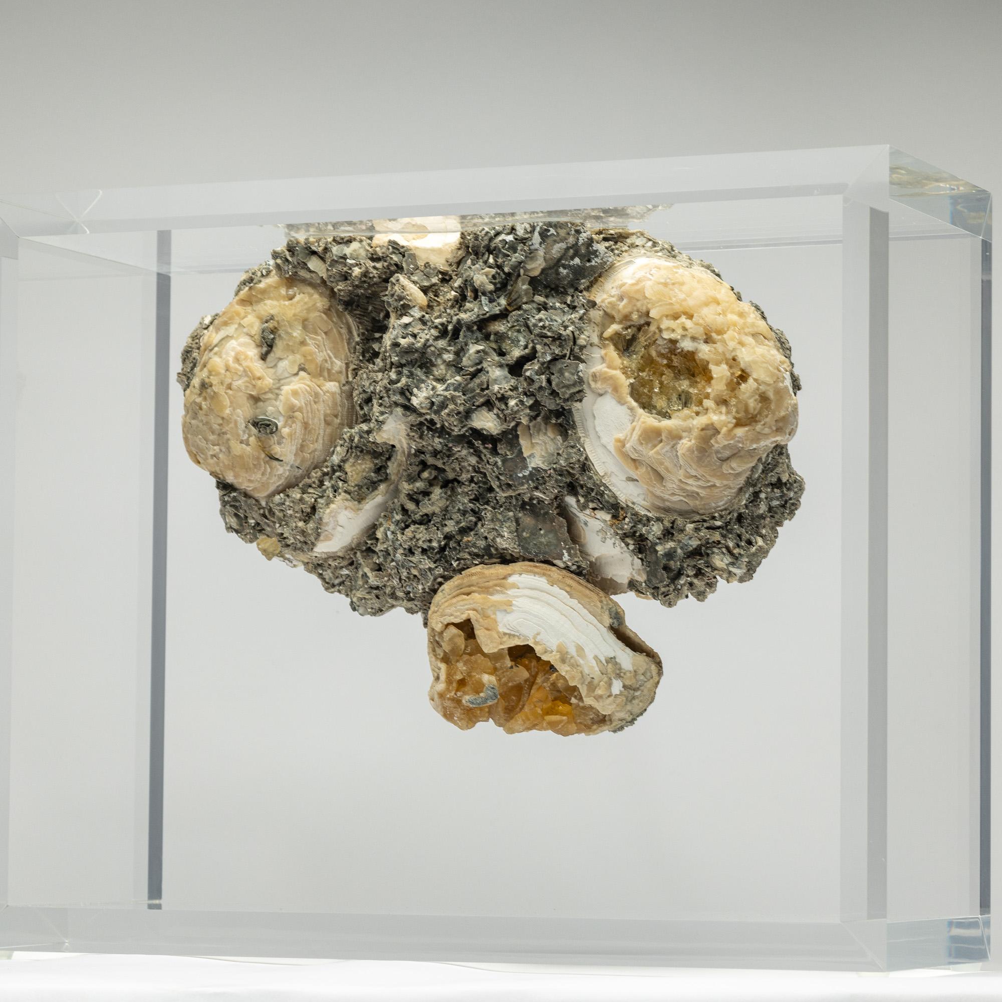 Contemporary Fossil Clams with golden calcite crystals mounted in versatile acrylic display For Sale