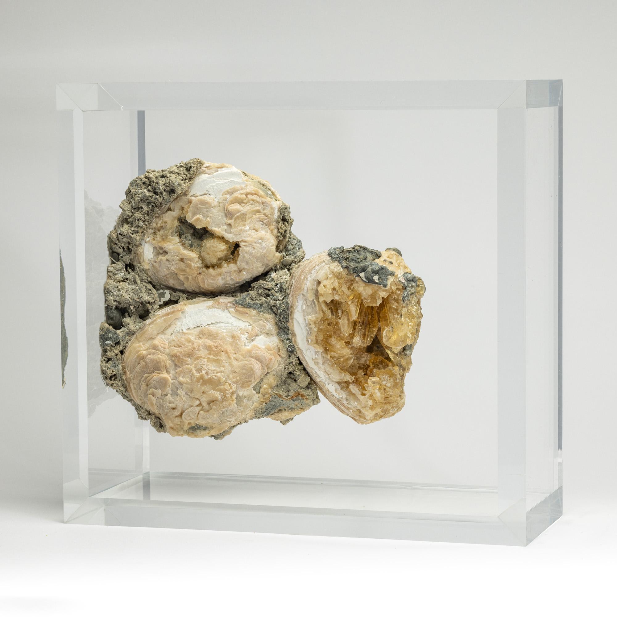 Acrilico Vongole fossili cristallizzate montate in un espositore acrilico versatile e dal design originale in vendita