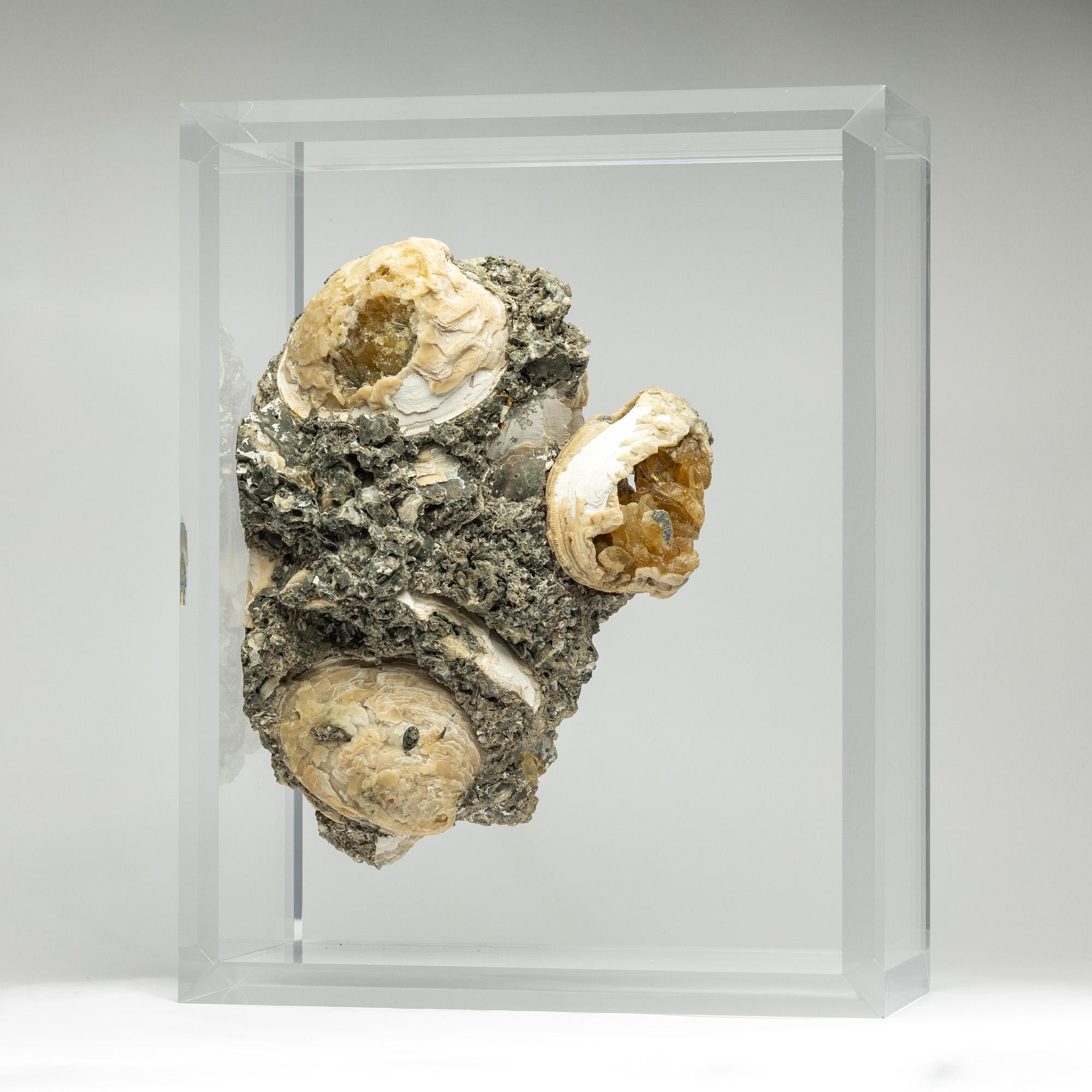 Acrylic Fossil Clams with golden calcite crystals mounted in versatile acrylic display For Sale