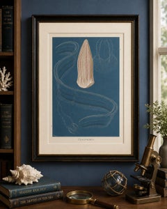 Ctenophores (Comb Jellies) – Marine Invertebrates, Royal Natural History, 1896