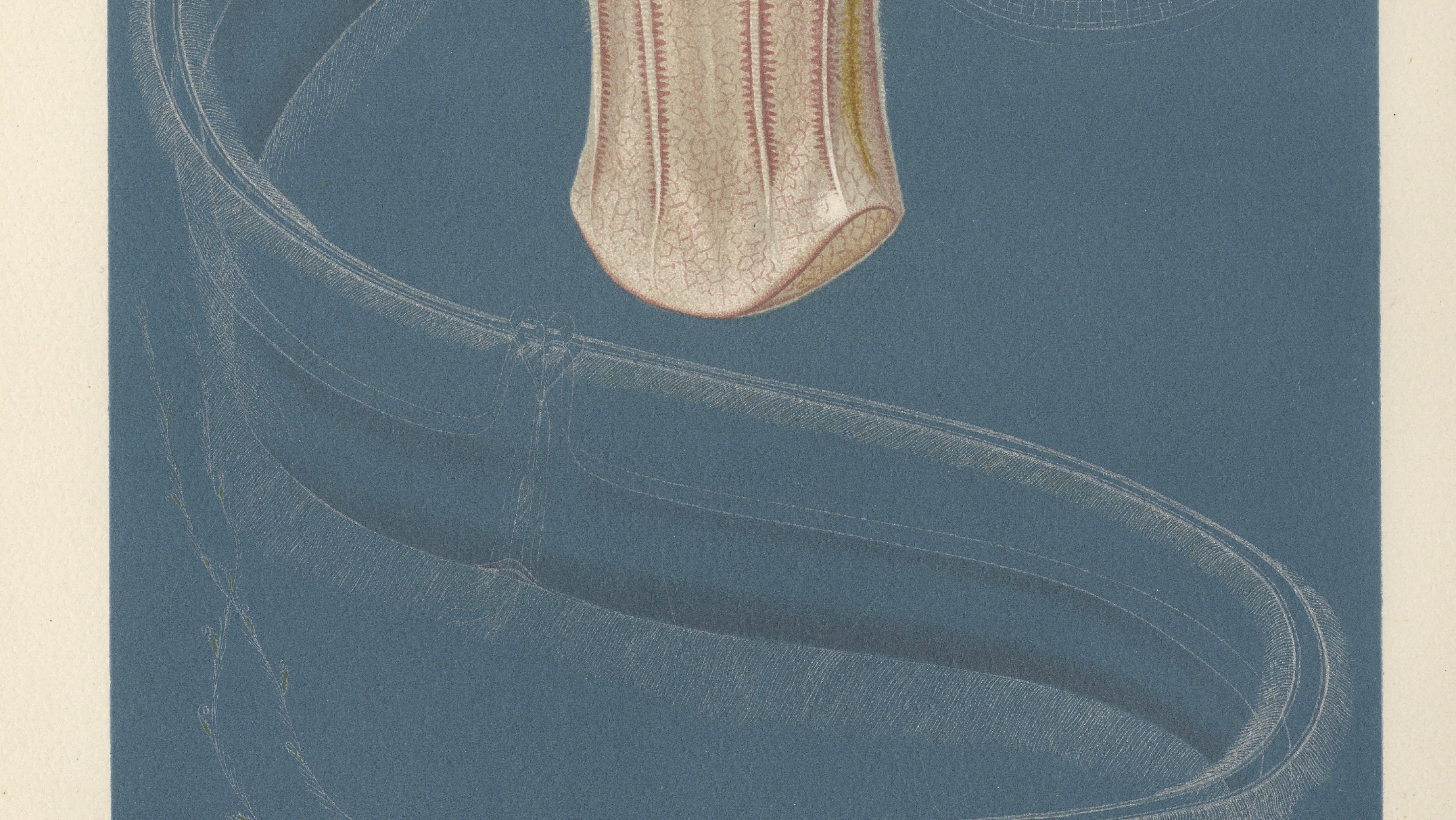 Ctenophores (Comb Jellies) – Marine Invertebrates, Royal Natural History, 1896