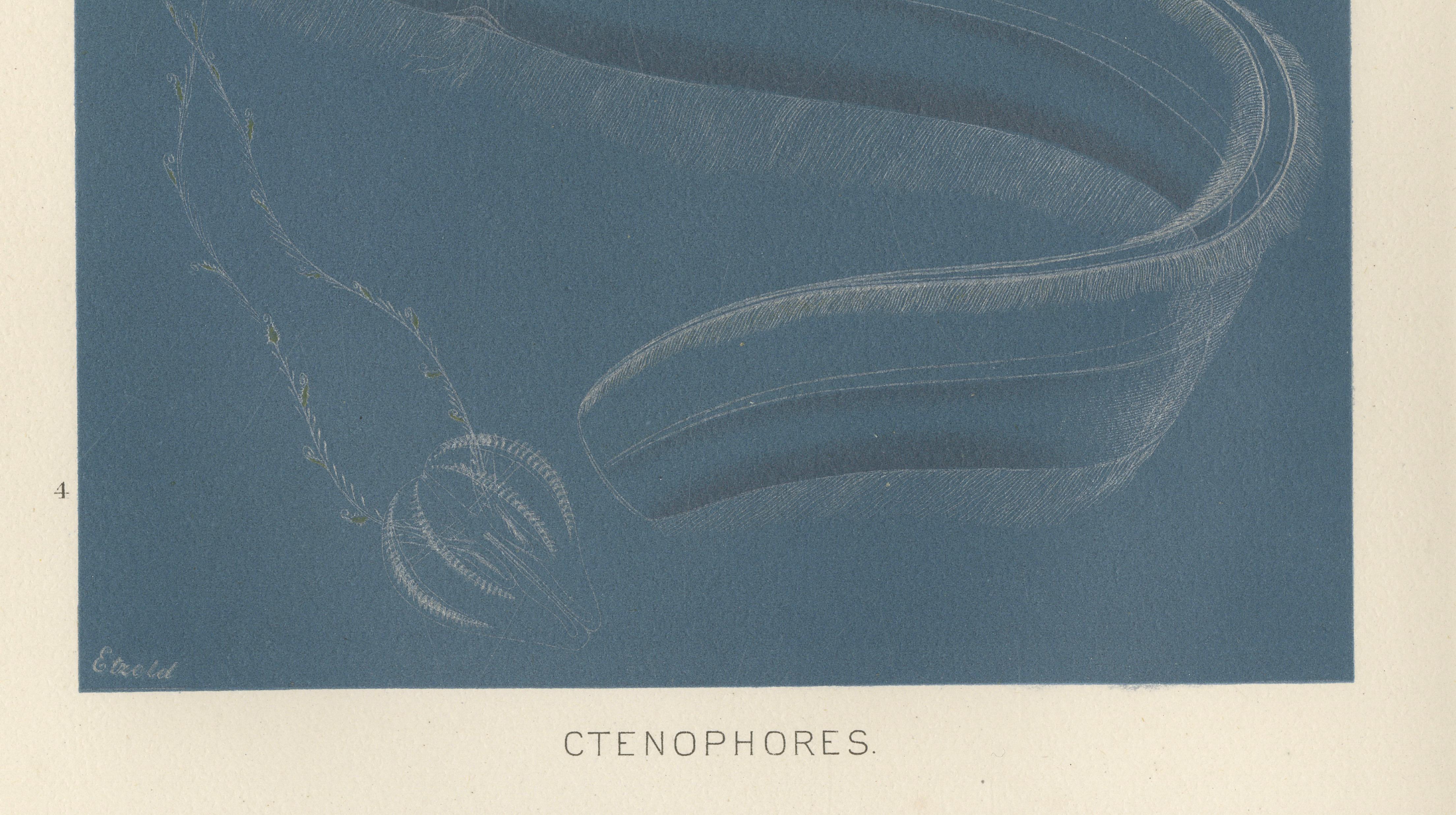 Ctenophores (Comb Jellies) – Marine Invertebrates, Royal Natural History, 1896