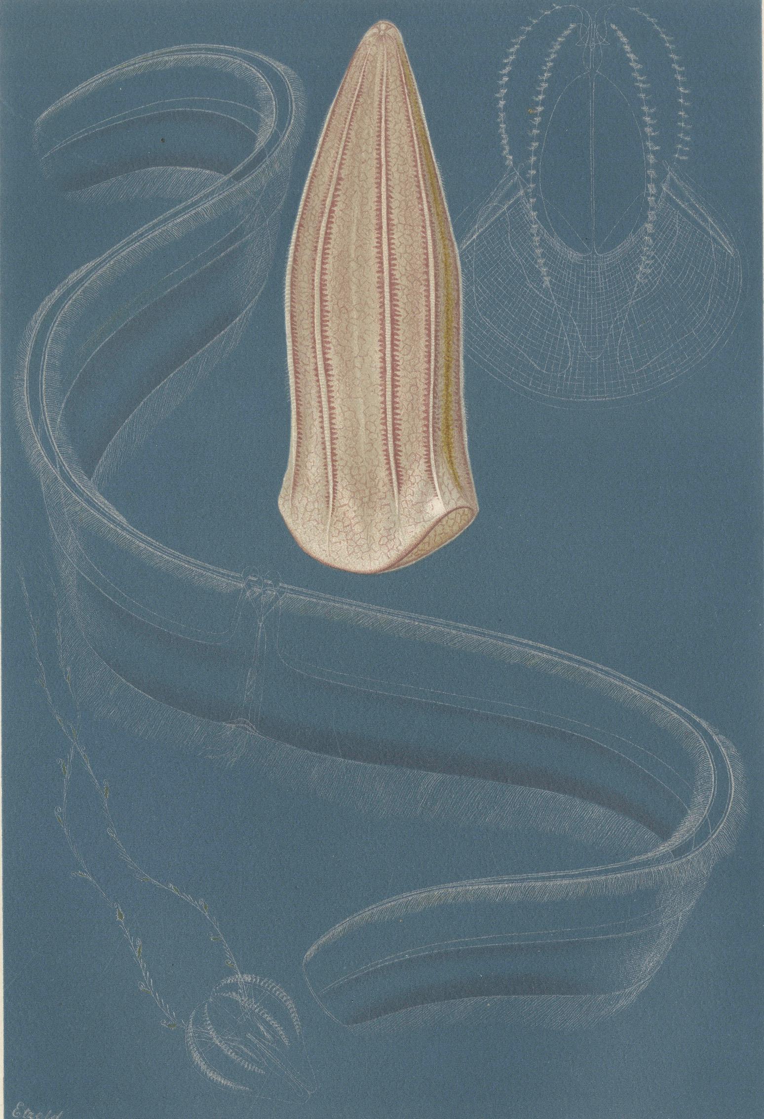 Ctenophores (Comb Jellies) – Marine Invertebrates, Royal Natural History, 1896