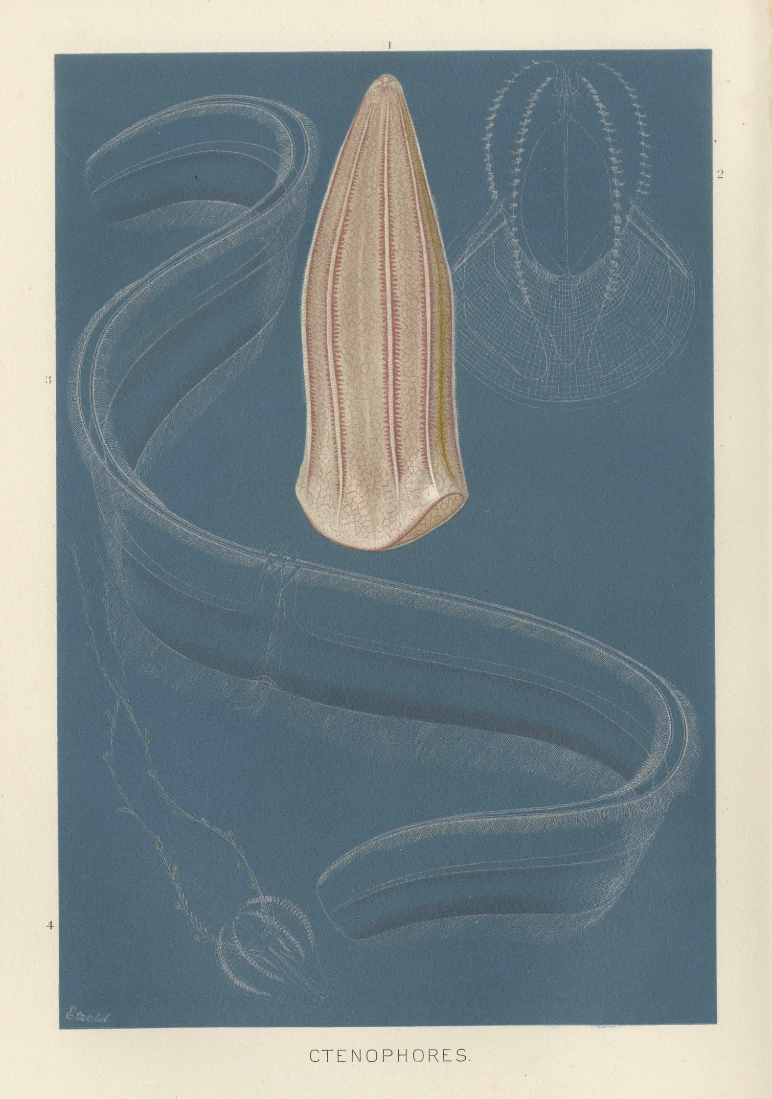 Ctenophores (Comb Jellies) – Marine Invertebrates, Royal Natural History, 1896
