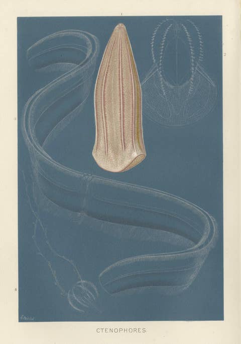 Ctenophores (Comb Jellies) – Marine Invertebrates, Royal Natural History, 1896