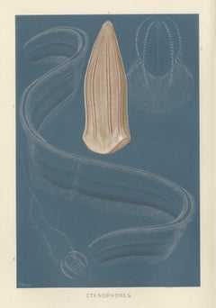 Ctenophores (Comb Jellies) – Marine Invertebrates, Royal Natural History, 1896