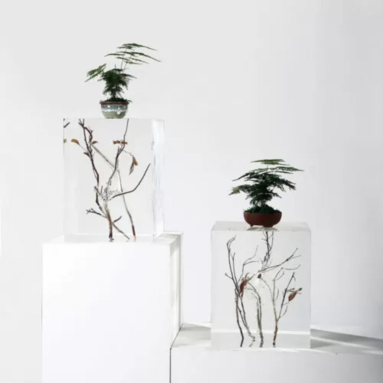 Este pedestal expositor de cristal transparente ofrece un toque refinado y elegante a cualquier hogar u oficina. Finamente elaborado con cristal mezclado con acrílico y realzado con ramas de madera natural, este pedestal único en su especie sirve