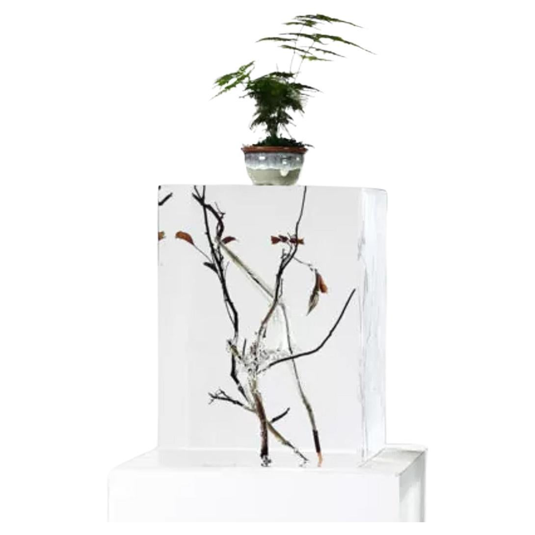 Pedestal expositor de cristal transparente con ramas de madera - Elegancia artística en venta