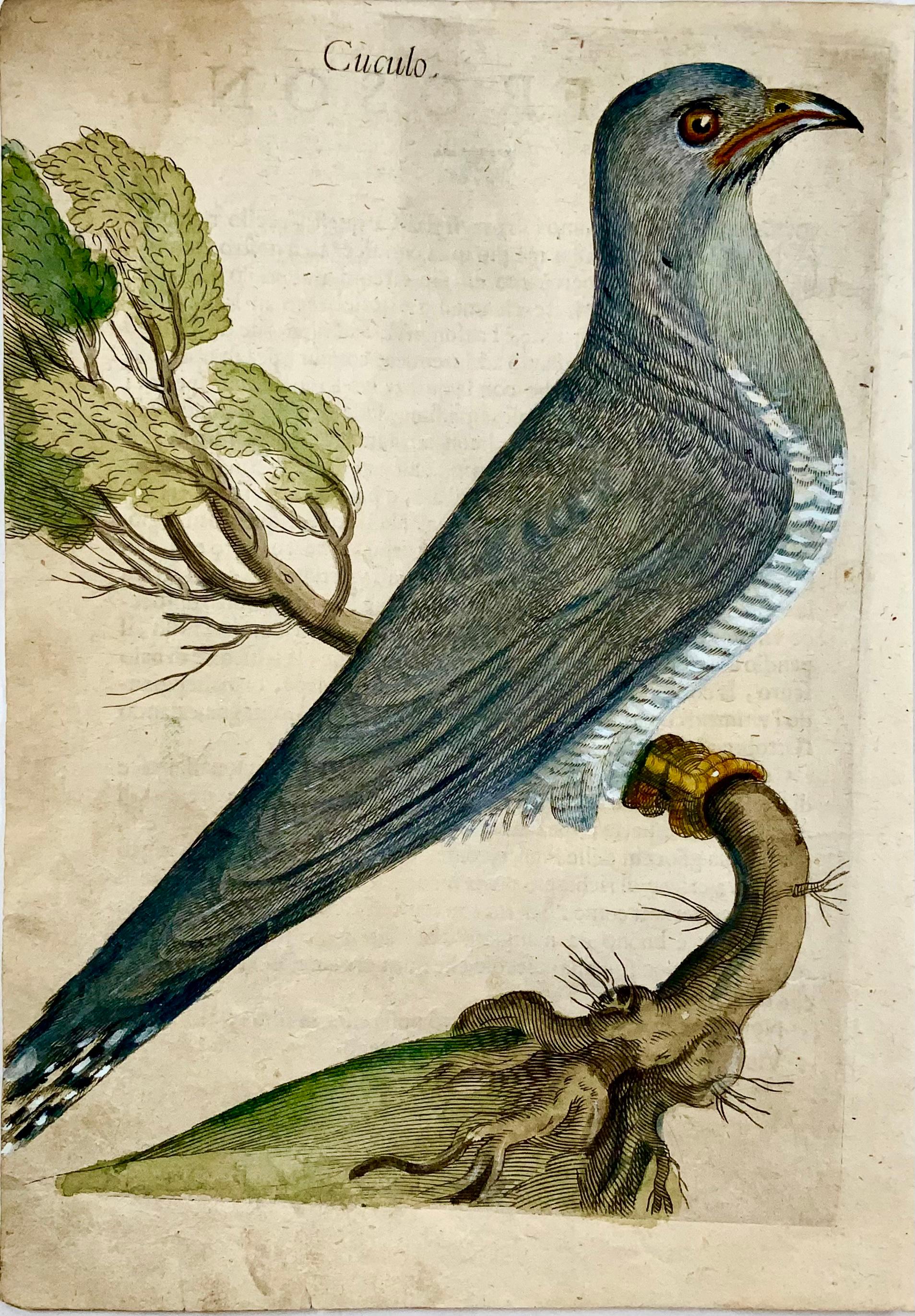 Copper engraving published by Giovanni Pietro Olina (1585-1645) for his scarce treatise: 

Uccellera overo discorso della natura e proprieta di diversi uccelli. 

Rome: Andrea Fei, 1622. 

Dimensions:

Height: 8.82 in. (22.4 cm)

Width: