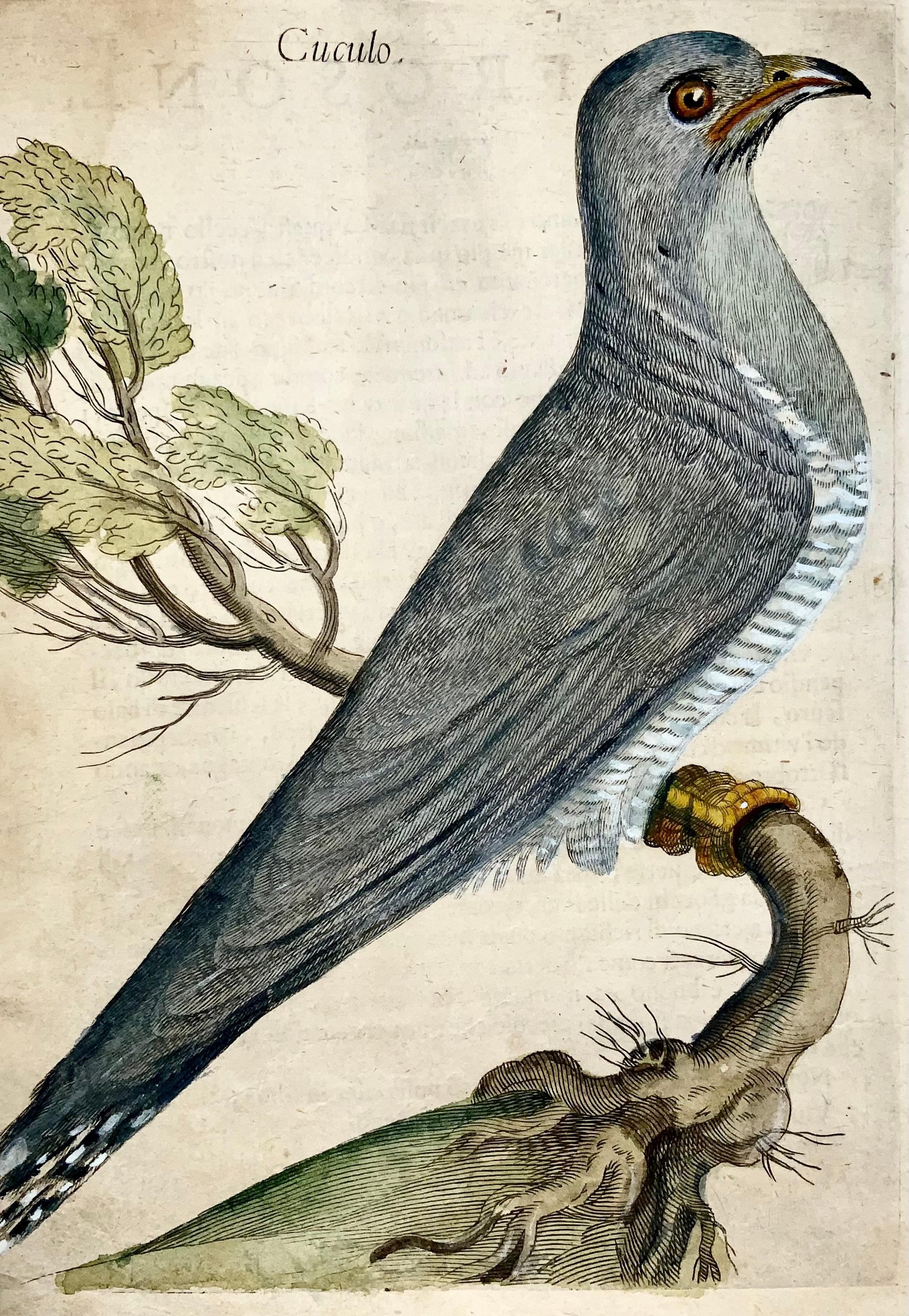 Italian Cuckoo, Ornithology, Antonio Tempesta; Fr. Villamena, Master Engraving For Sale